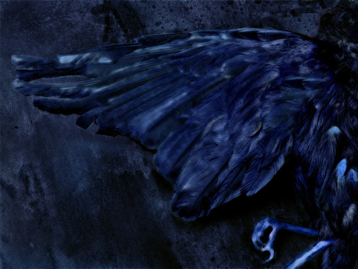 Cobalt Crow 2020.jpg