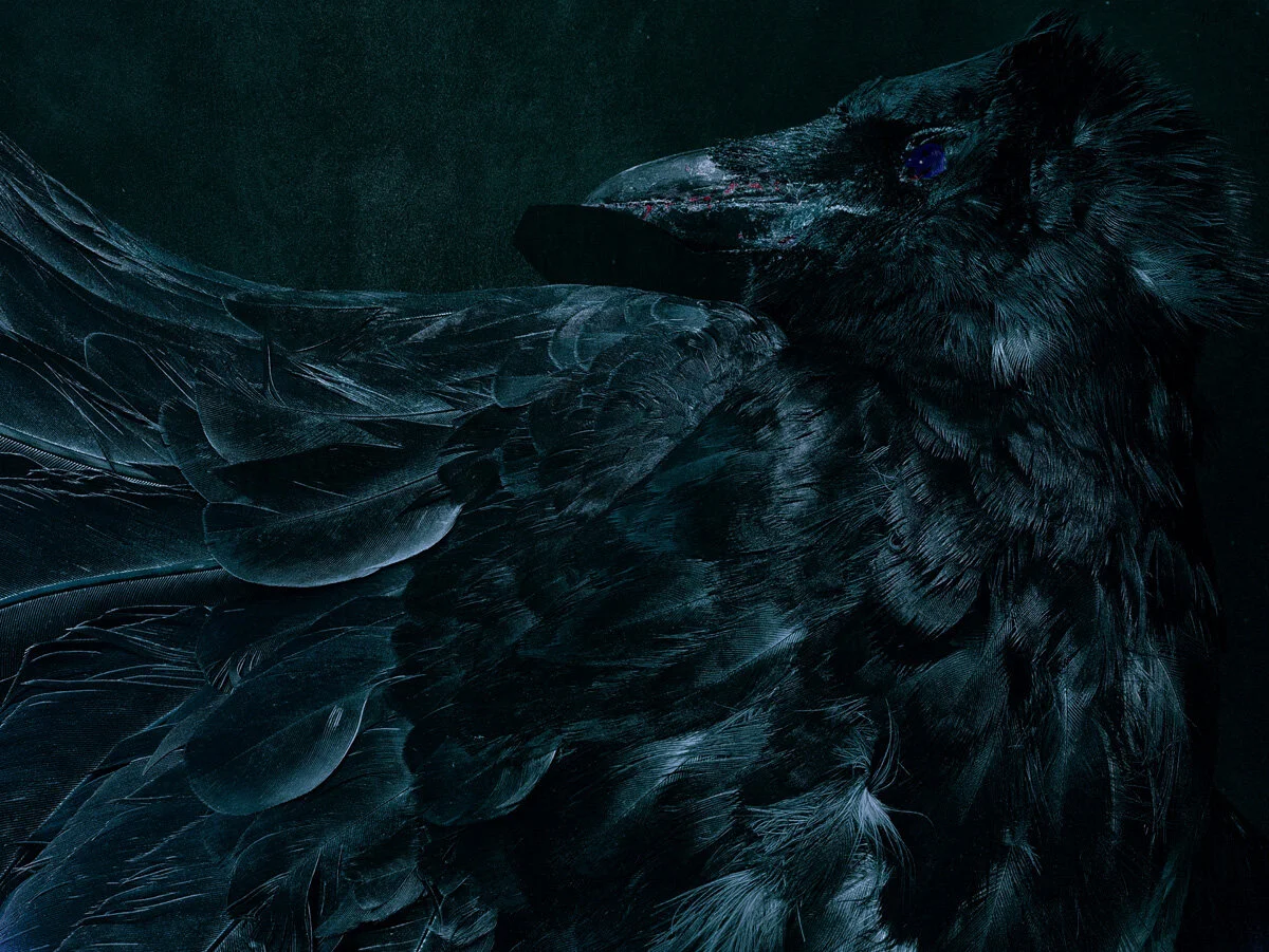 Crow in Tourquoise and Black 2019_1.jpg