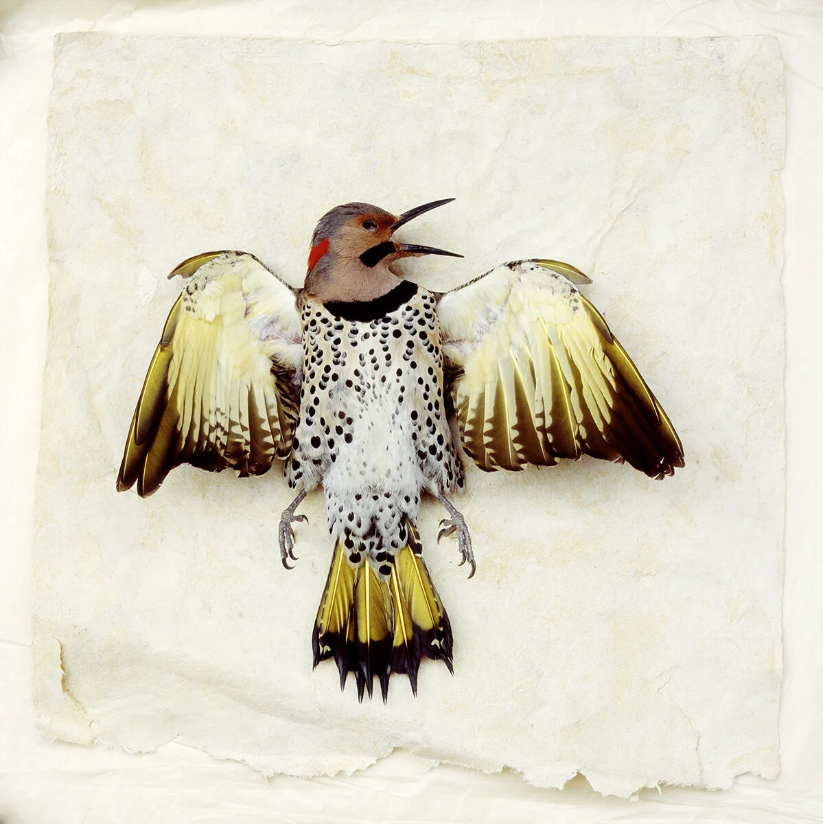 Northern Flicker