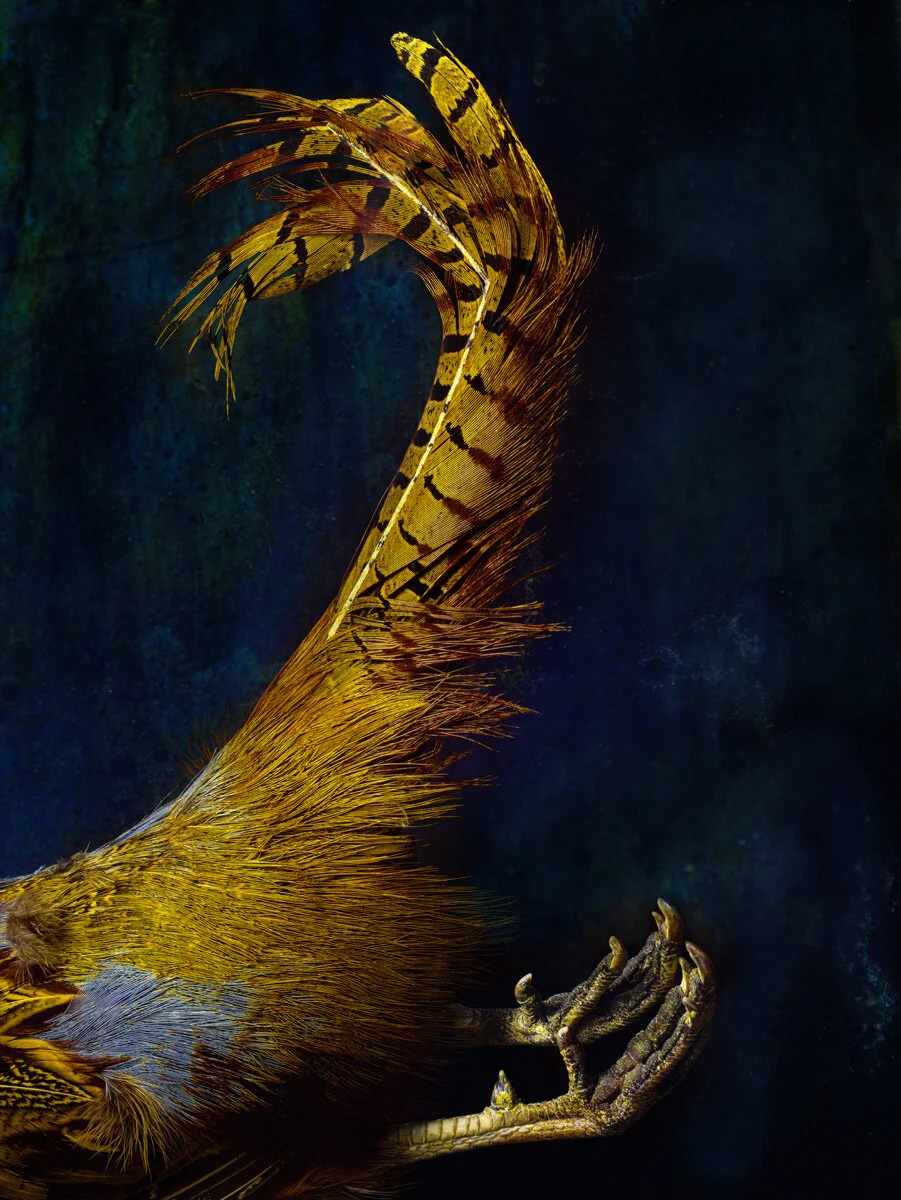 Pheasant in Orange, Brown, and Blue, 2019-2020