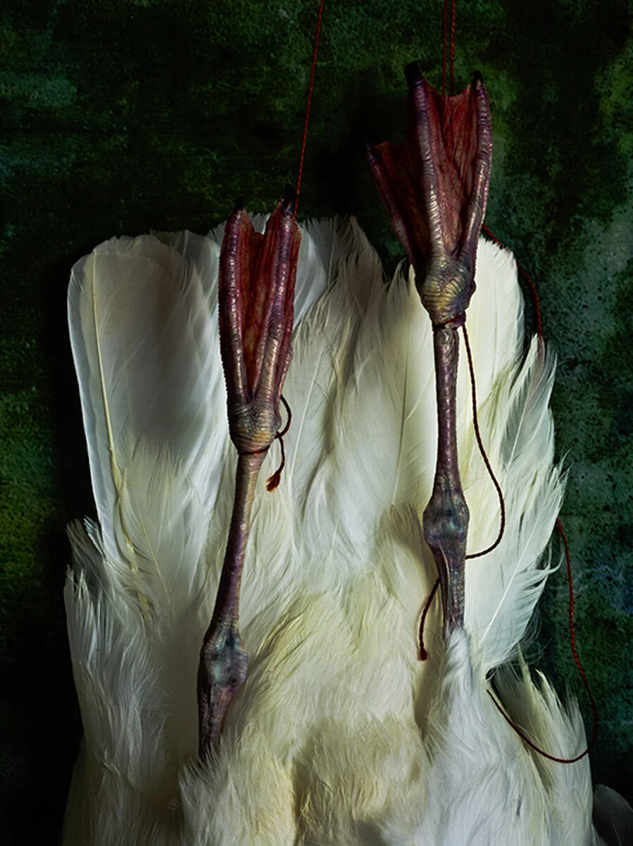 Seagull with Feet 2010-2019.jpg