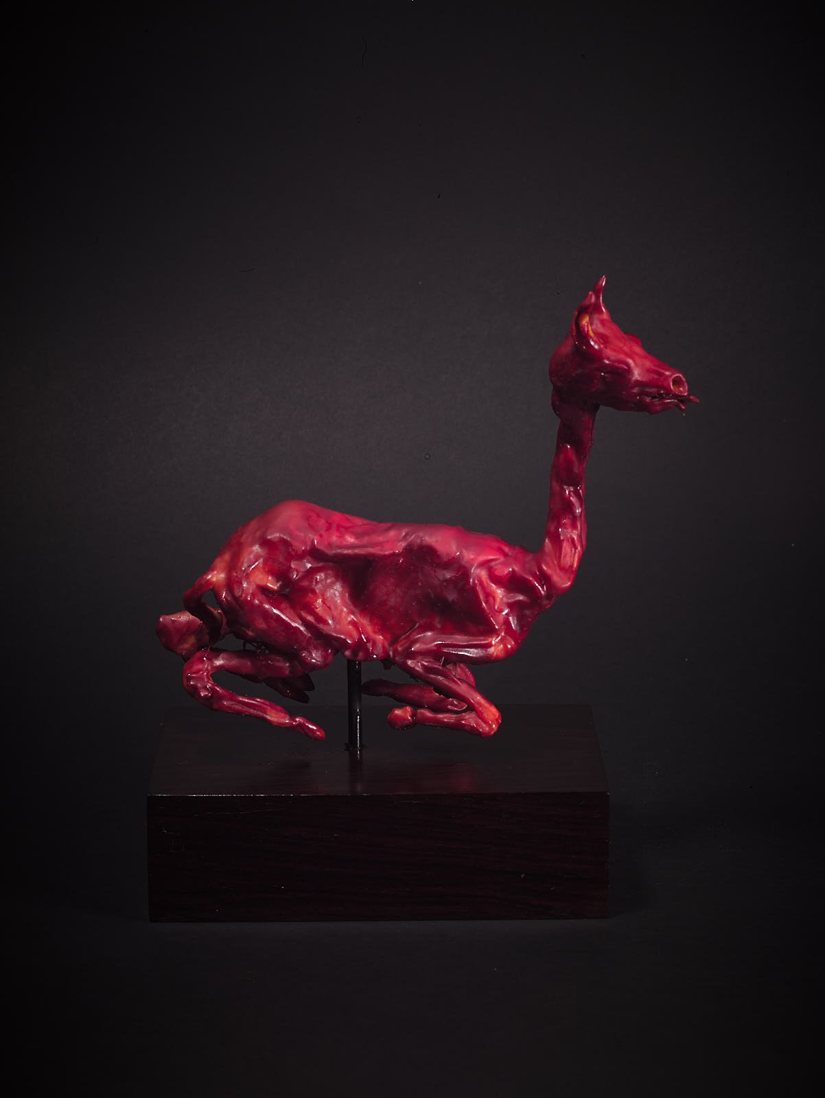 LLama Foetus in Red00332.jpg