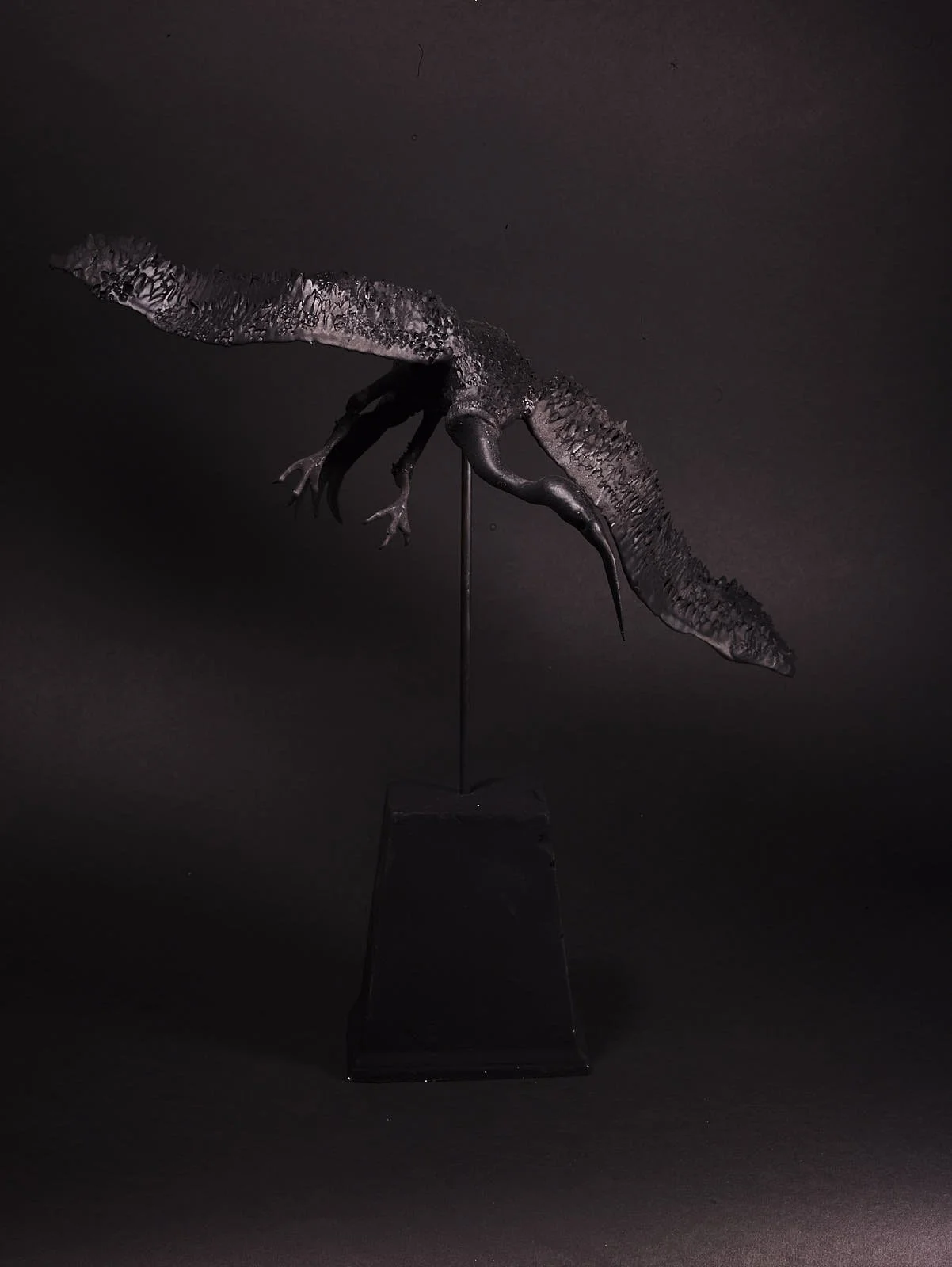 Sacred Ibis in Black #100337.jpg