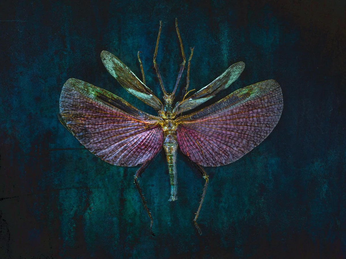 Giant Phasmid in Blue Green and Purple, 2019