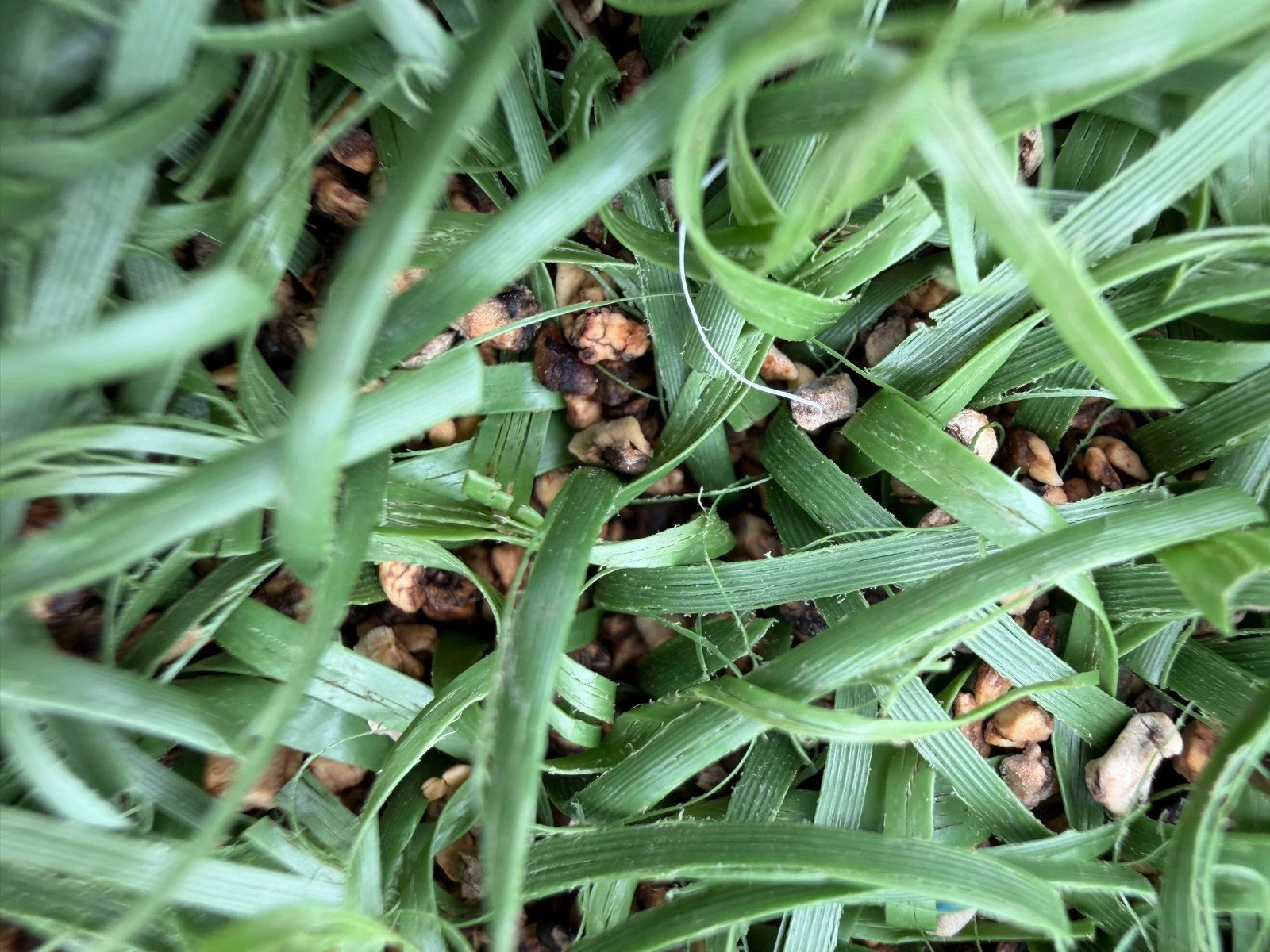 Granulated cork infill in the synthetic sports turf