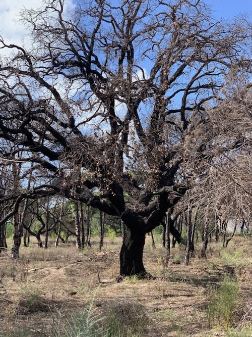 Cork Trees Recovering after 2022 Wildfire in Southern Portugal