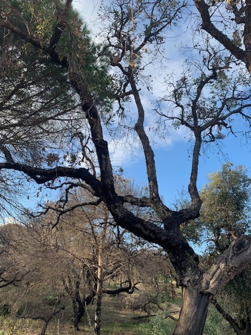 Cork Trees Recovering after 2022 Wildfire in Southern Portugal