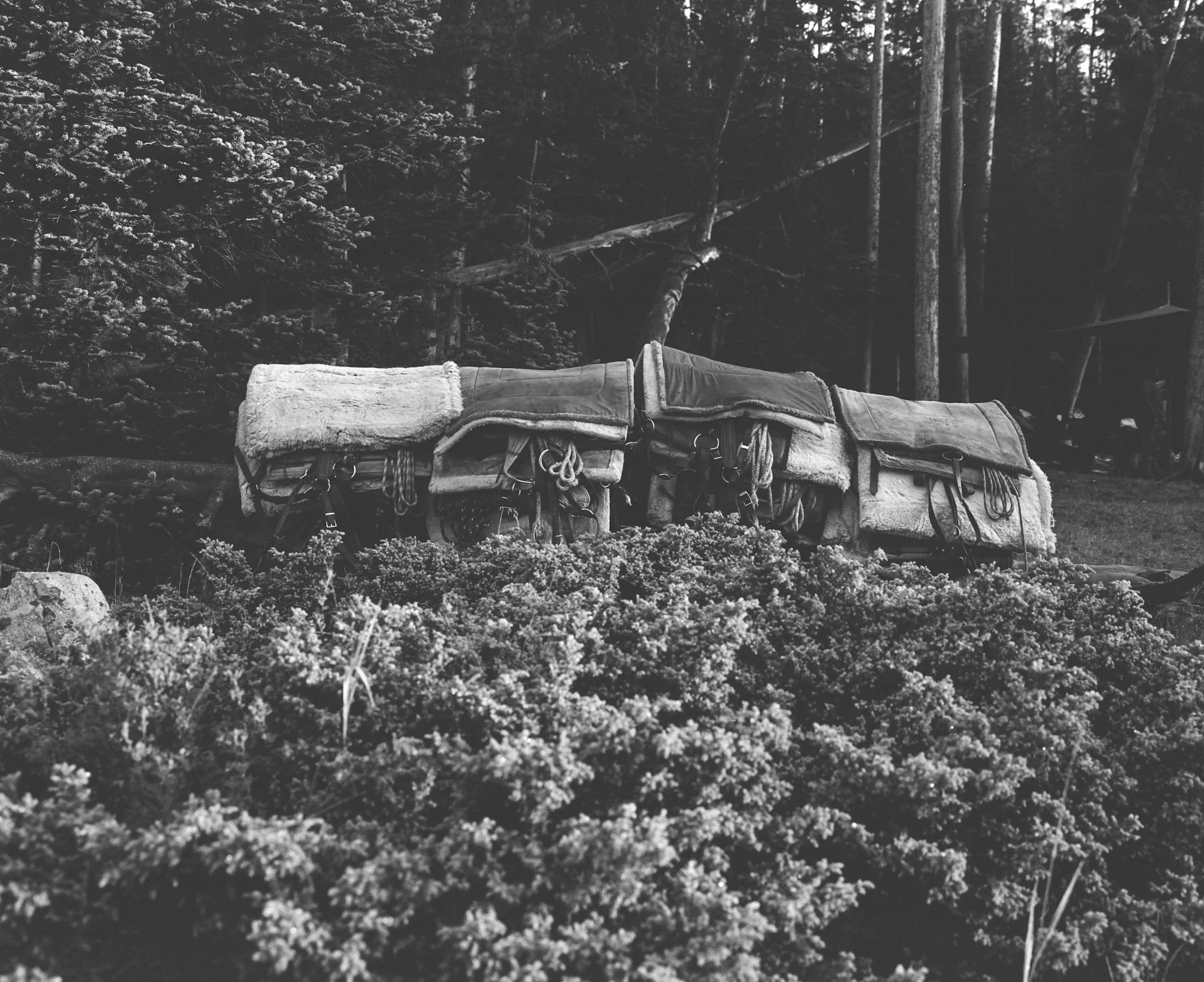 kodak_400_bw_Montana 08 2025_10790_102019_228222_002297120006.jpg