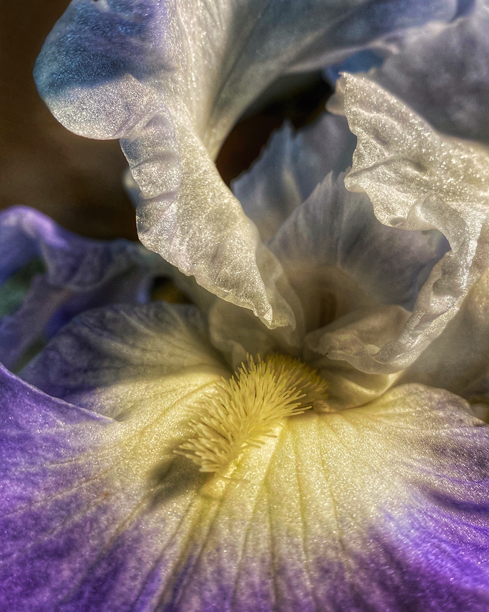 iris_impeccable_resized.png