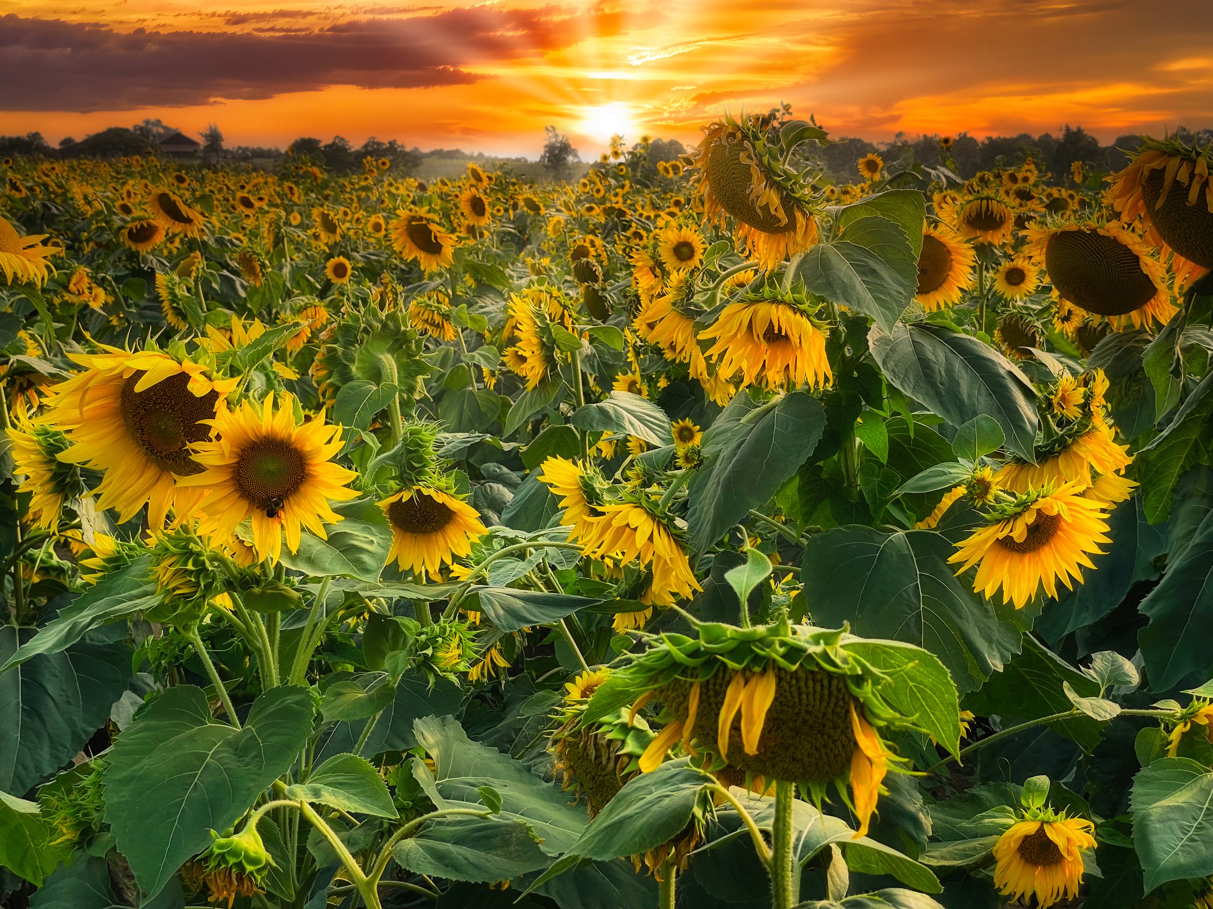 sunflower_vol2_202_a_long_day_is_done.jpg