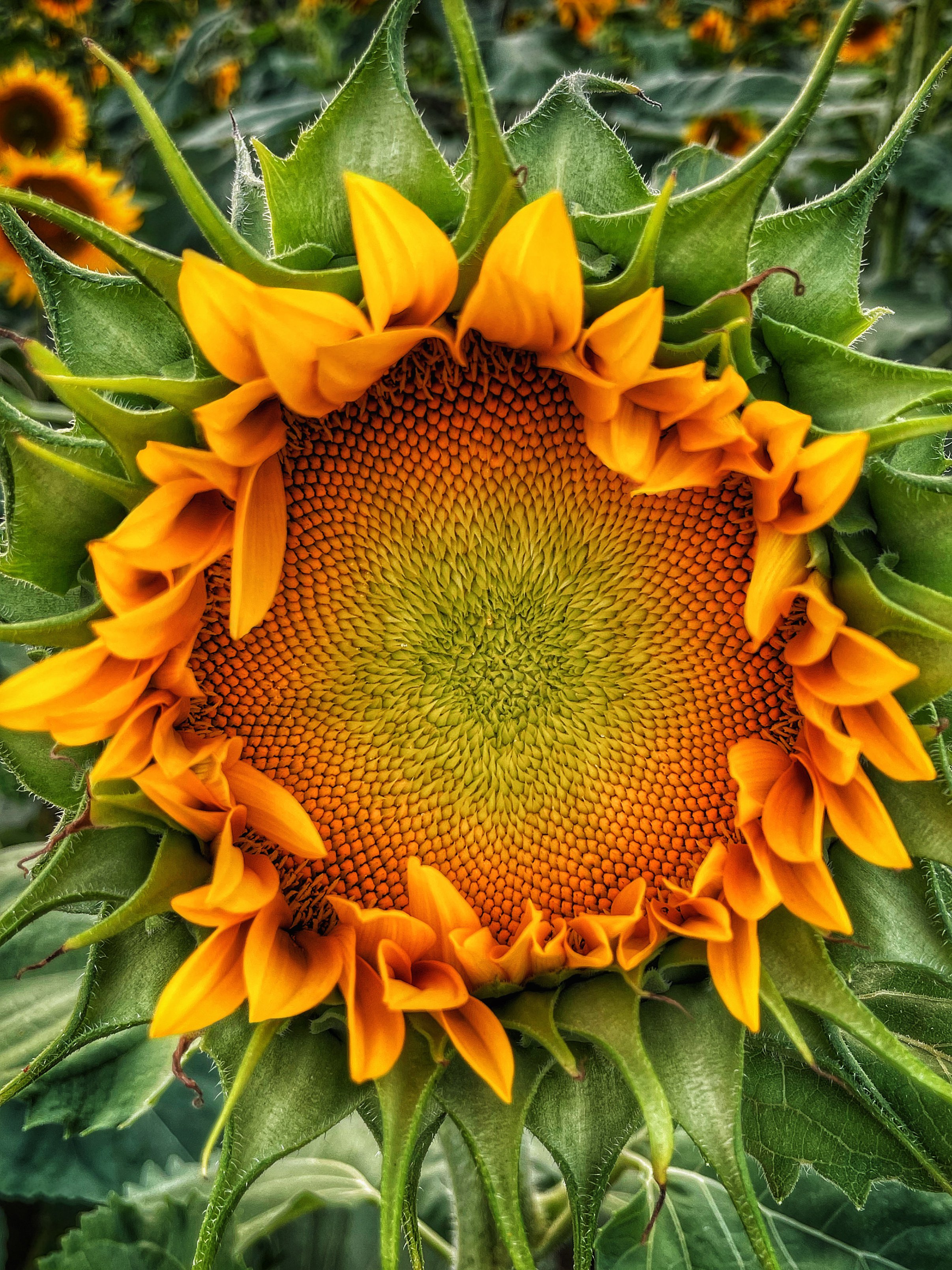 sunflower_vol2_205_newbie_alert.jpg