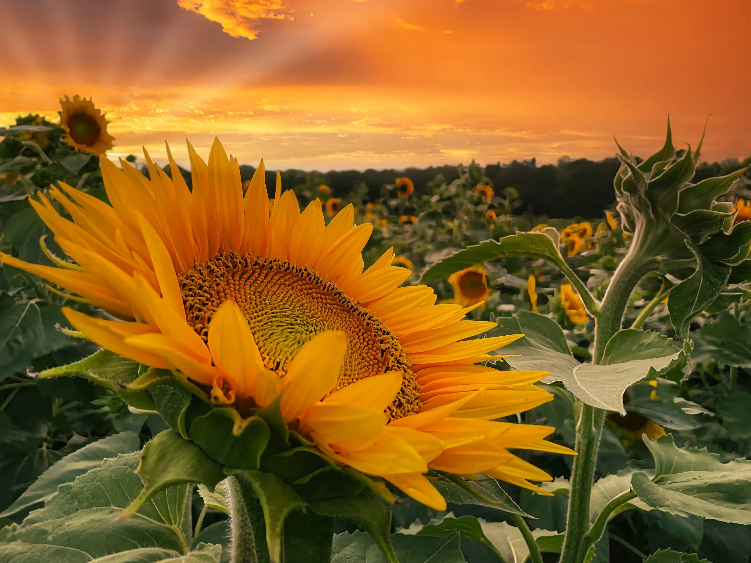 sunflower_vol2_206_time_to_kick_back.jpg