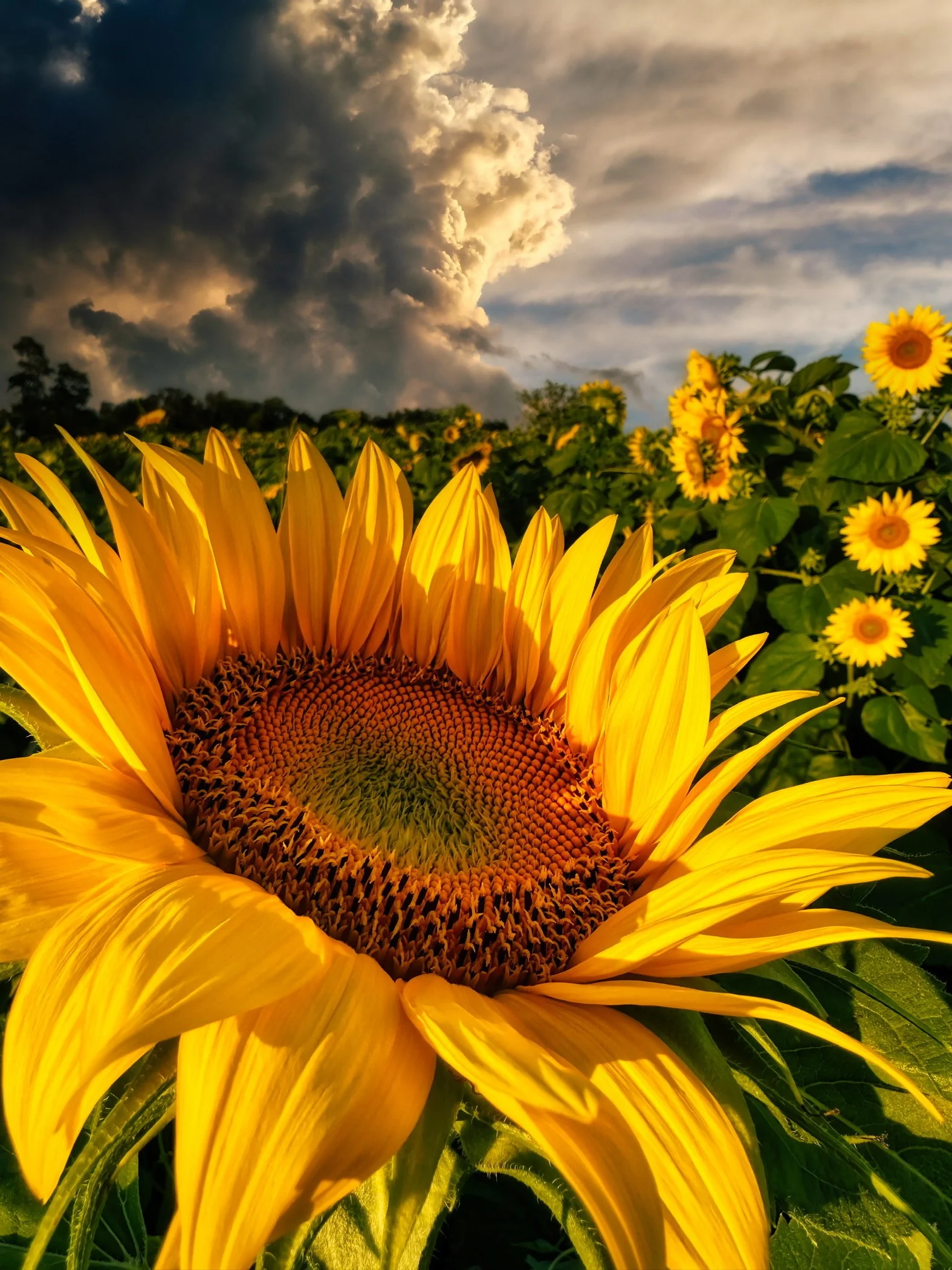 sunflower_vol2_215_soaking_in_those_last_rays.jpg