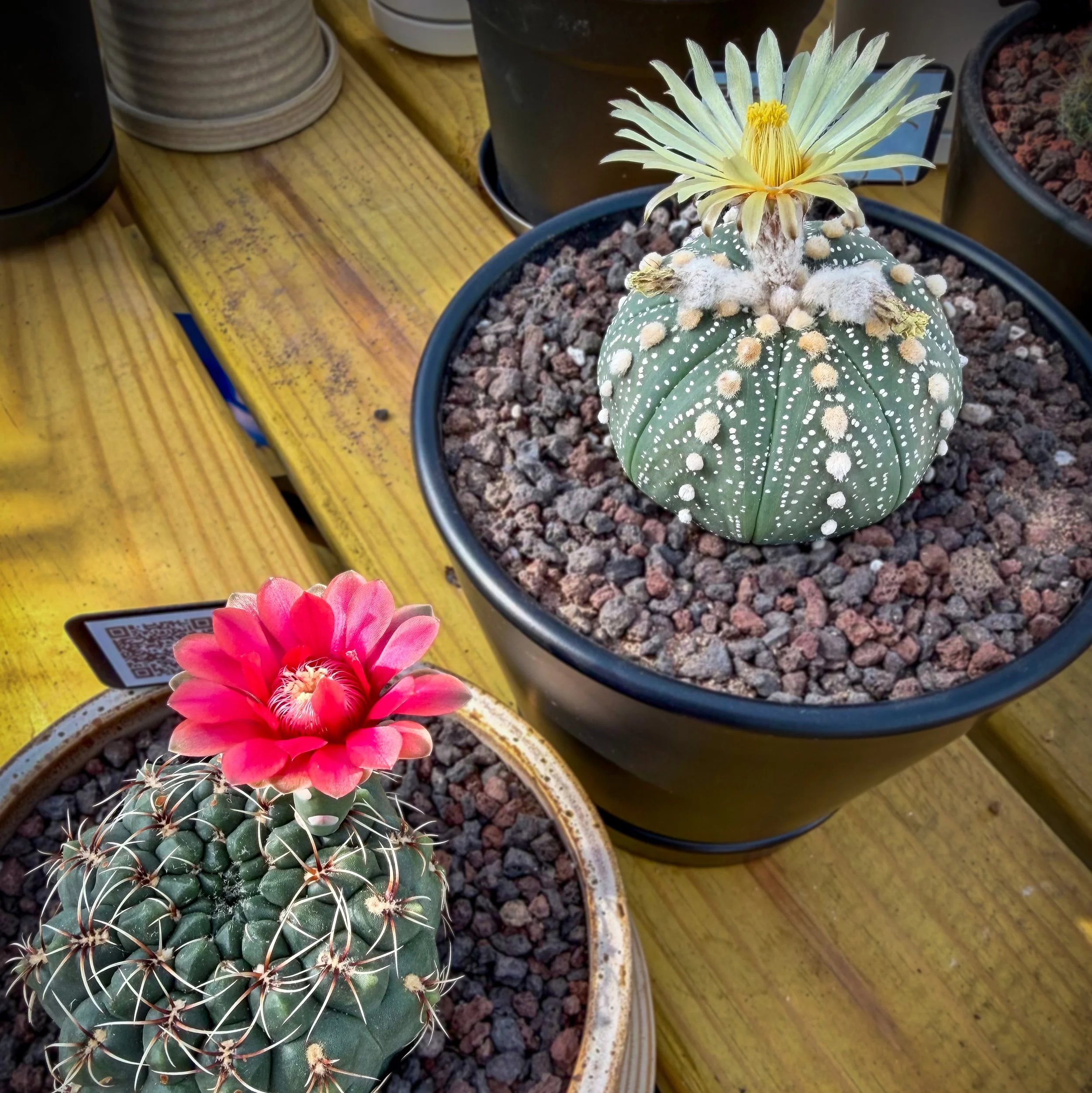 The Synchronized Bloomers