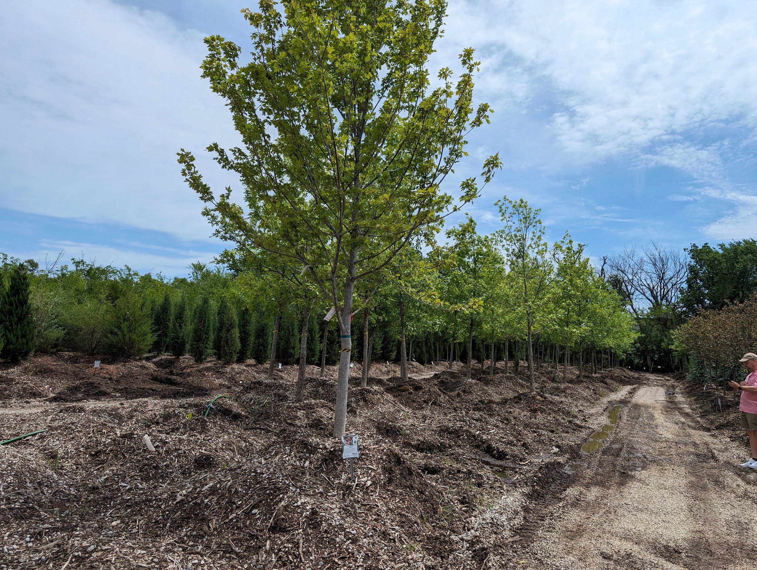 Maple Tree for Curt Gridley at Groover Labs Wichita Coworking Space Maker Space Maker Labs Product Prototyping Lab.jpg