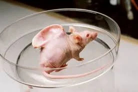 mouse ear.jpg