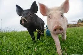 two pigs.jpg