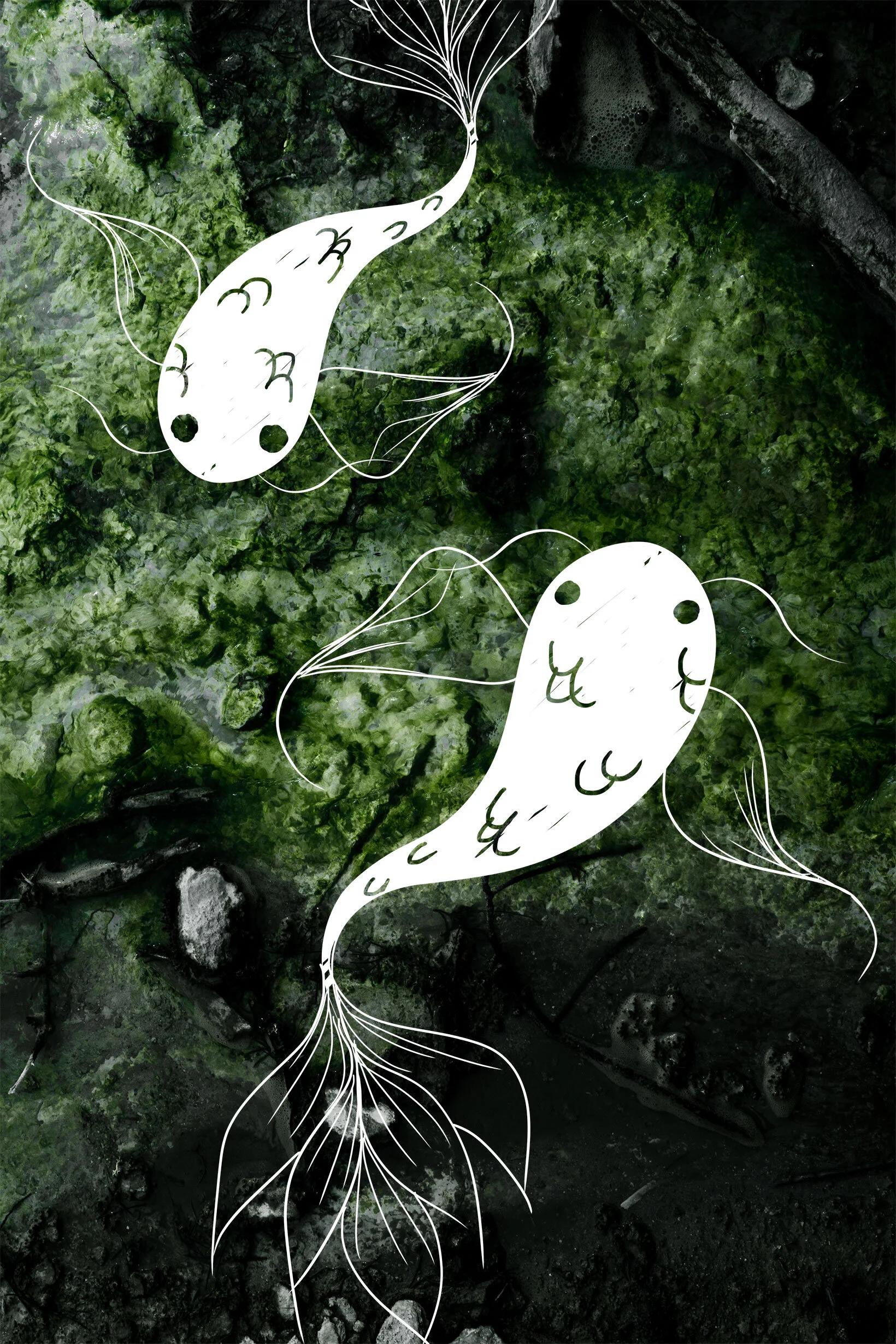 Clean light filters in from top left corner of top down view of green and white algae growing underwater on black sand floor. Illustrations of two swimming koi fish are doodled over top the photograph