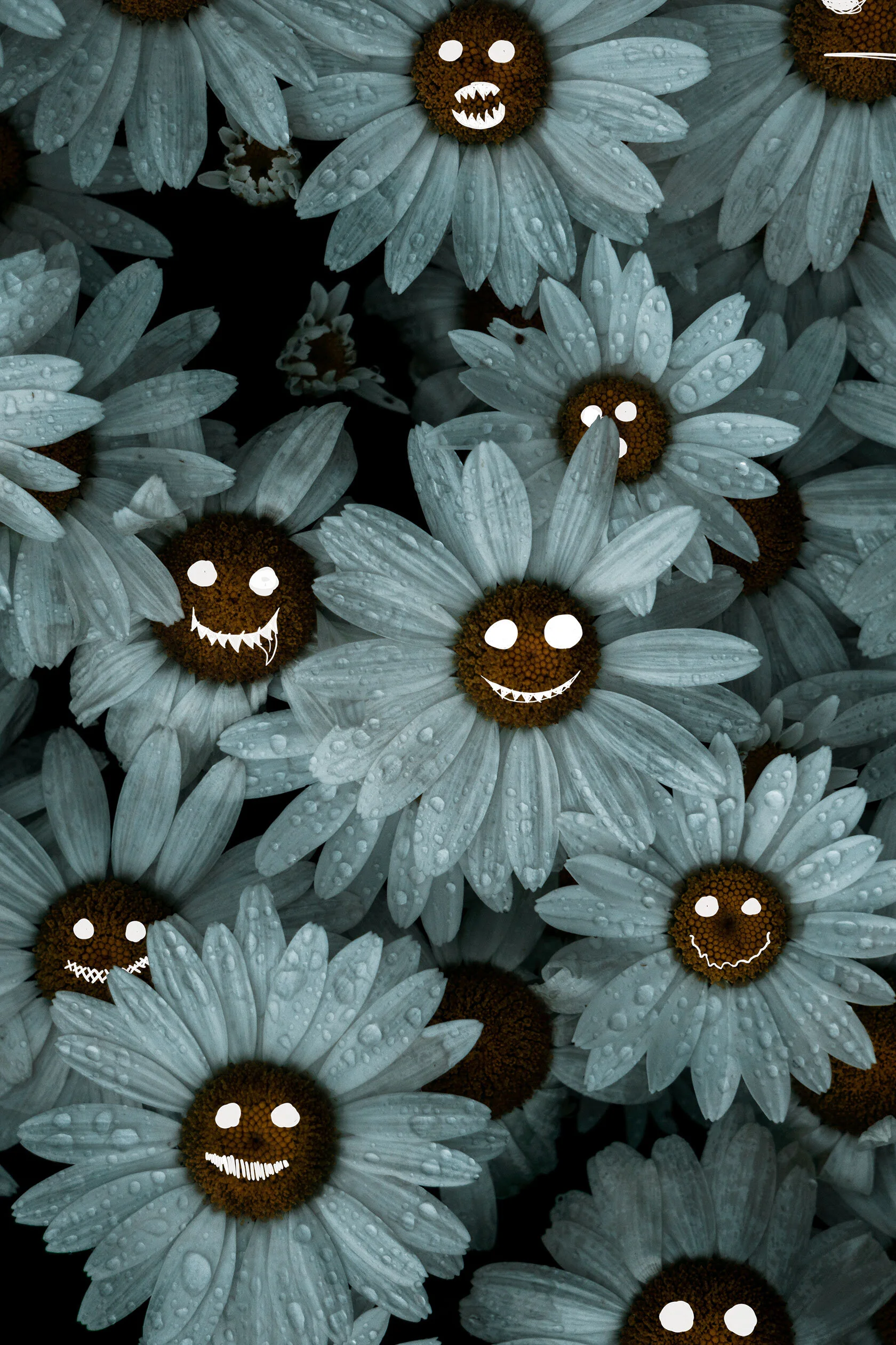Top down view of water drop covered white daises. Clean, slightly blue, light falls across the scene. Each flower head has an illustration doodle of a different face, cute yet creepy.
