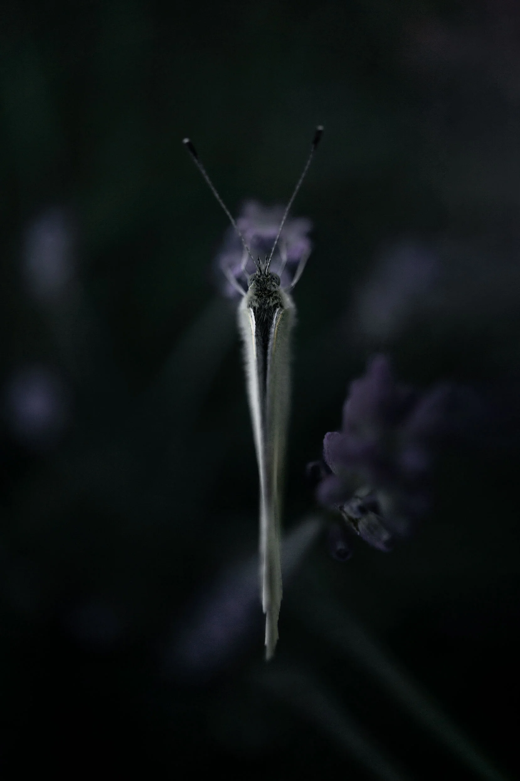 Top down view of a moth with closed wings alighted on purple lavender blossom. Pocatello, Idaho.