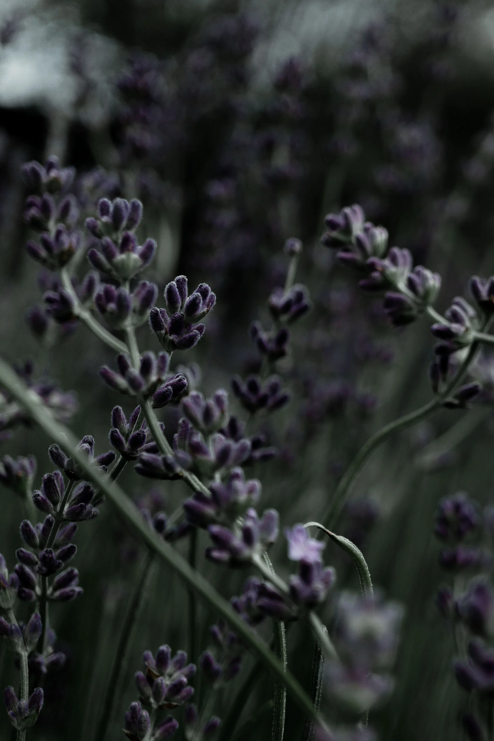 Wavy stalks of purple lavender blossoms follow each other in different directions illuminated by grey light. Pocatello, Idaho.