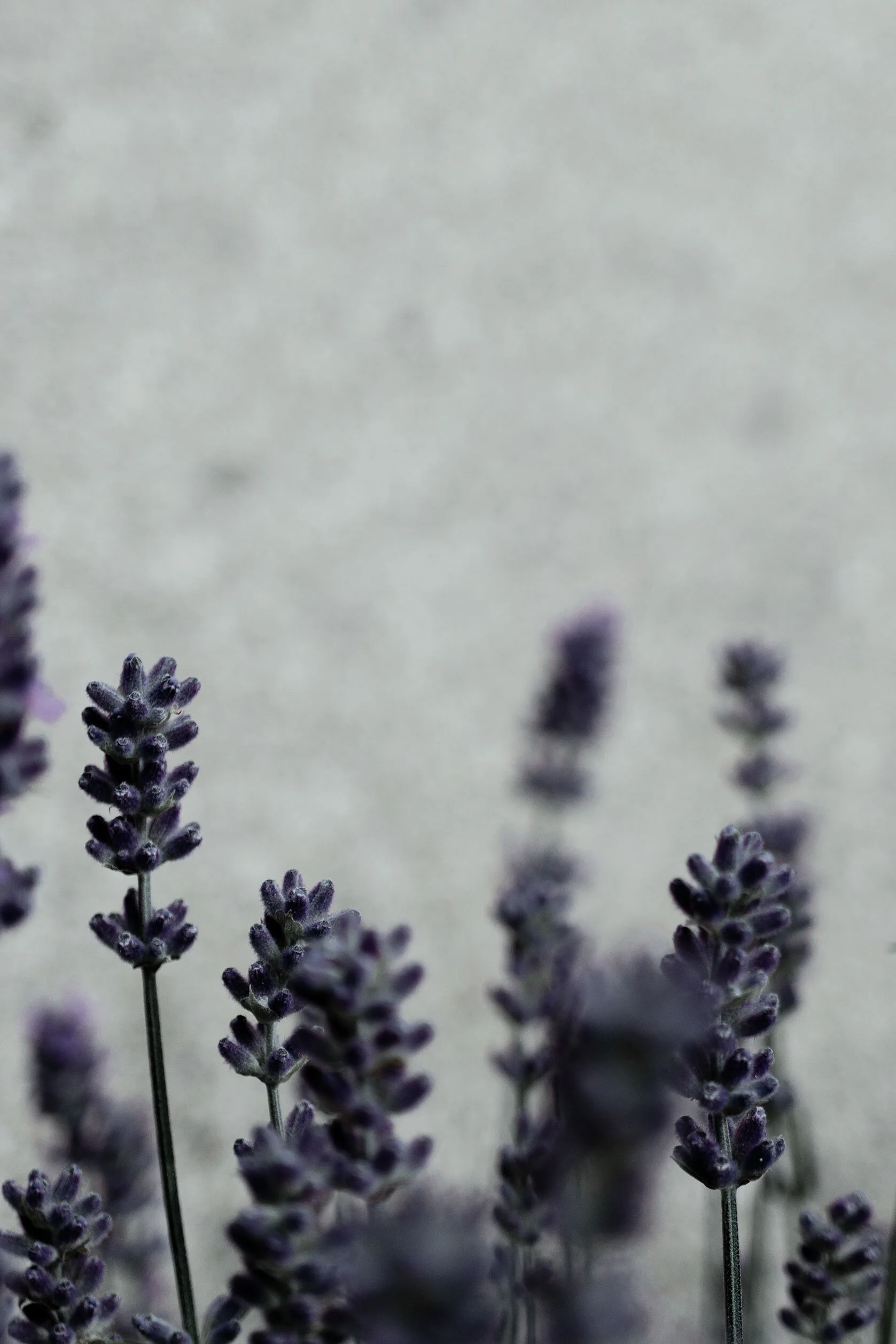 Stalks of purple lavender blossoms against a grey white backdrop, some stalks are blurred in the foreground and background. Pocatello, Idaho.
