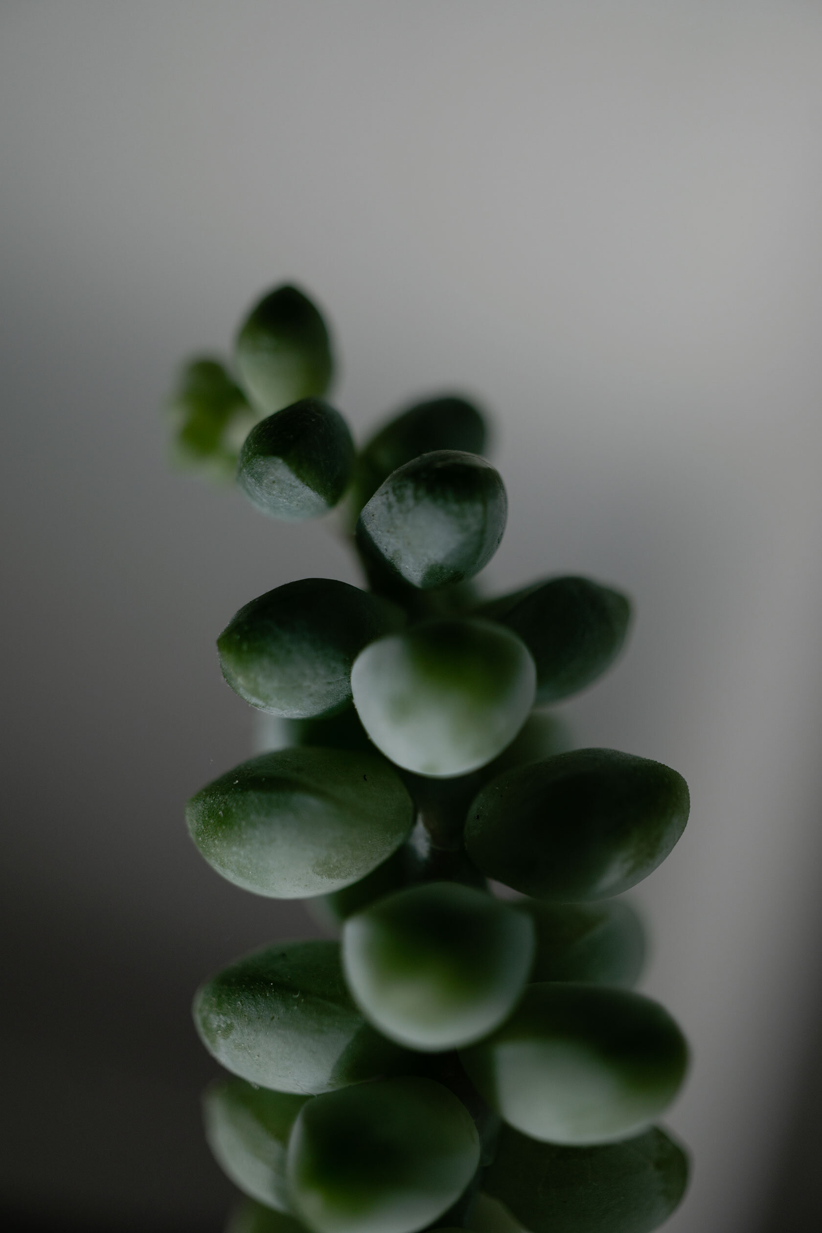 Donkey tail succulent vine of various shades of green stretches into a grey to white gradient. Pocatello, Idaho.