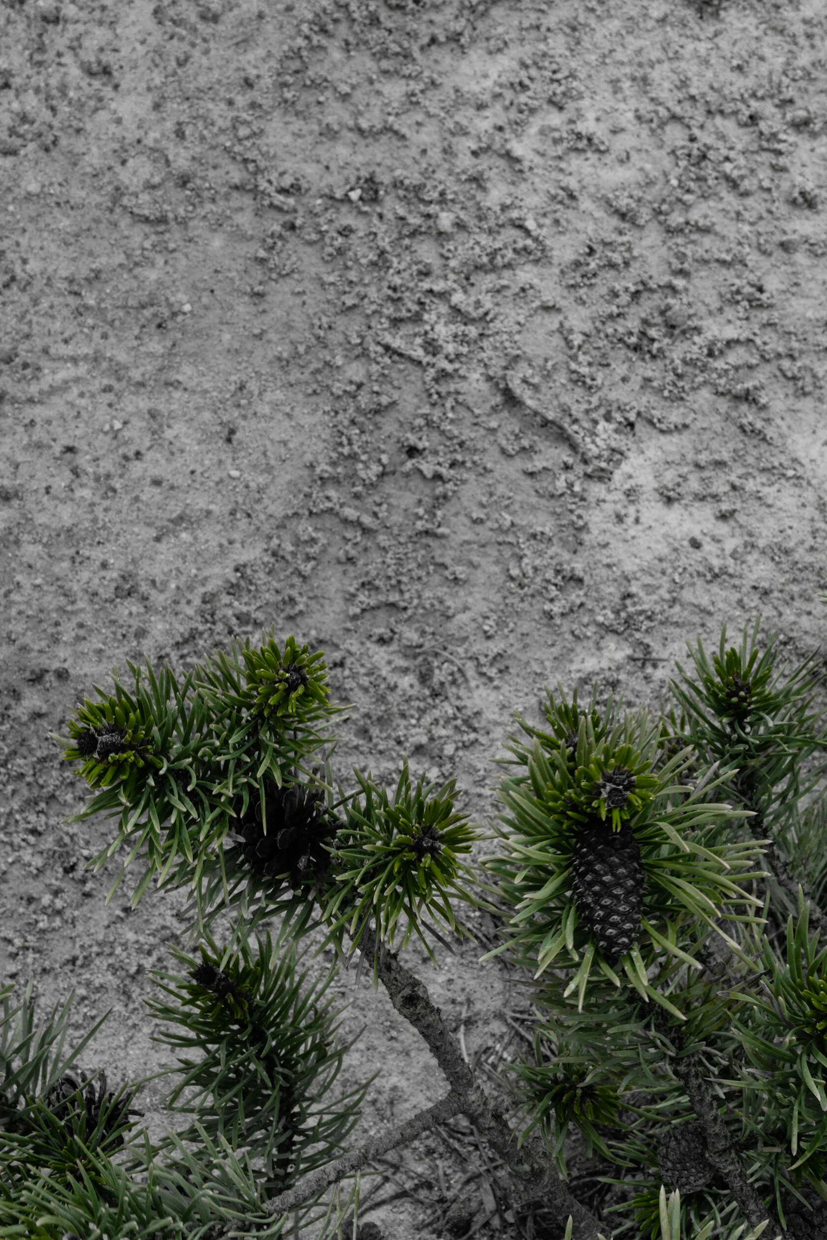 Grey branches covered with bright green pine needles and grey pine cones fill the lower half of the frame in front of grey mineral deposit covered ground. Yellowstone National Park, Montana.