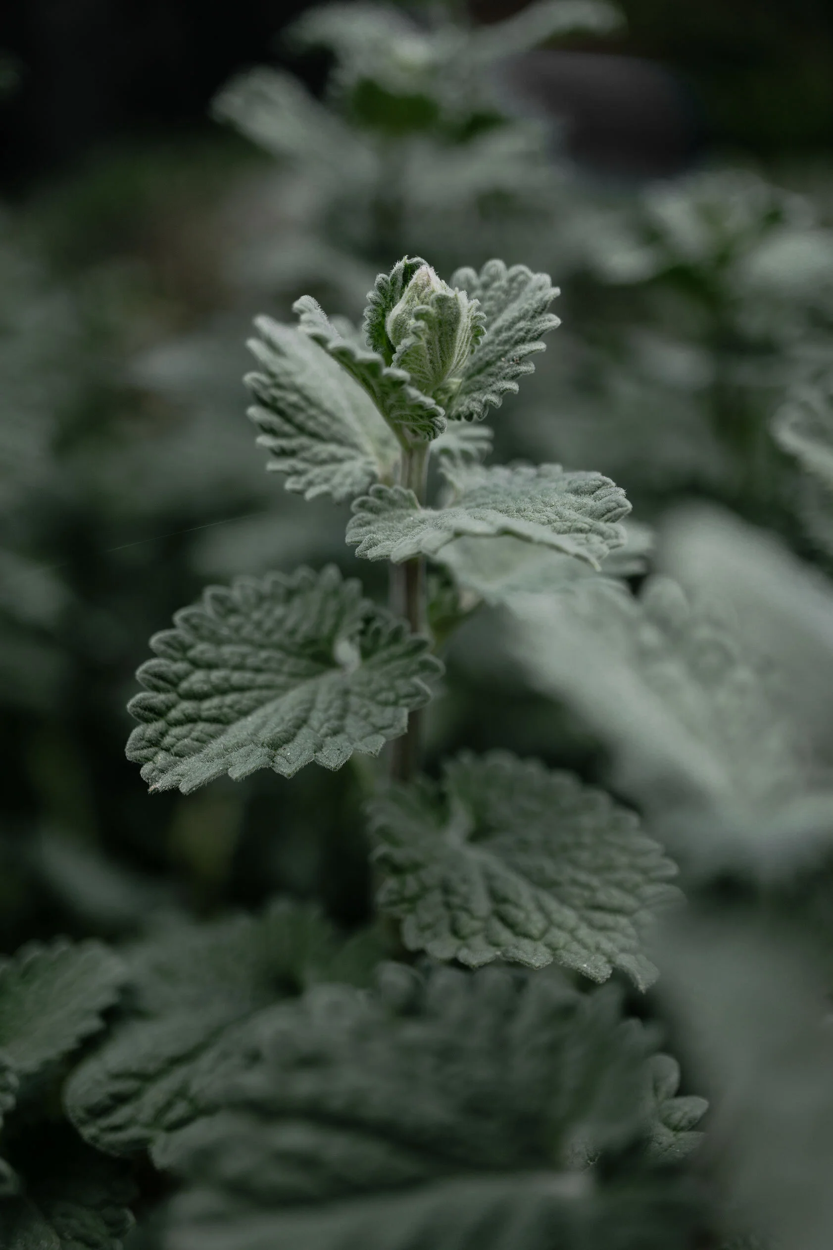 Fuzzy, light green sprig of mint sprouts out of plant of same species illuminated by diffused grey light. Pocatello, Idaho.