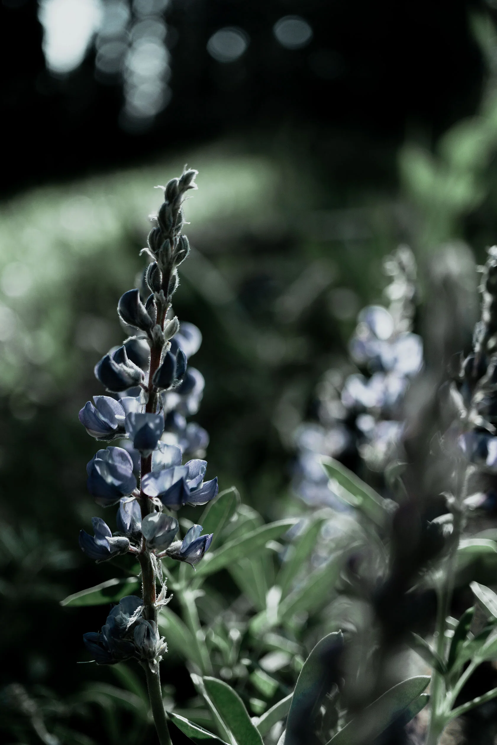 Slightly warm light illuminates soft purple blue lupine flowers surrounded by greenery. Island Park, Idaho.