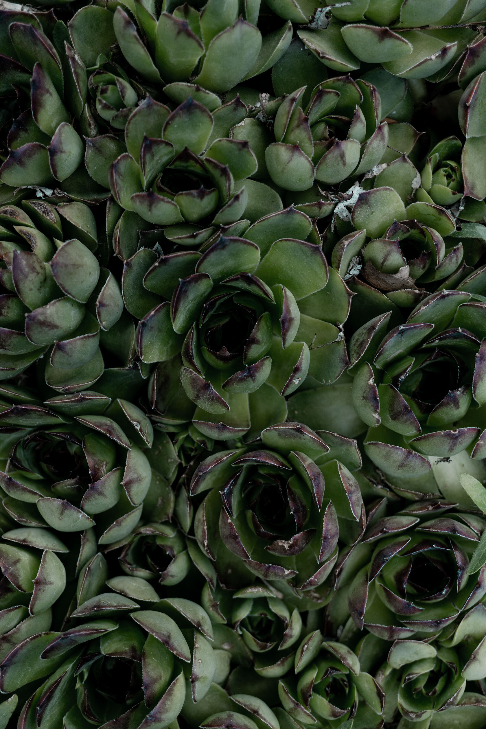Top down view of green and purple succulents closely clustered together. Pocatello, Idaho.