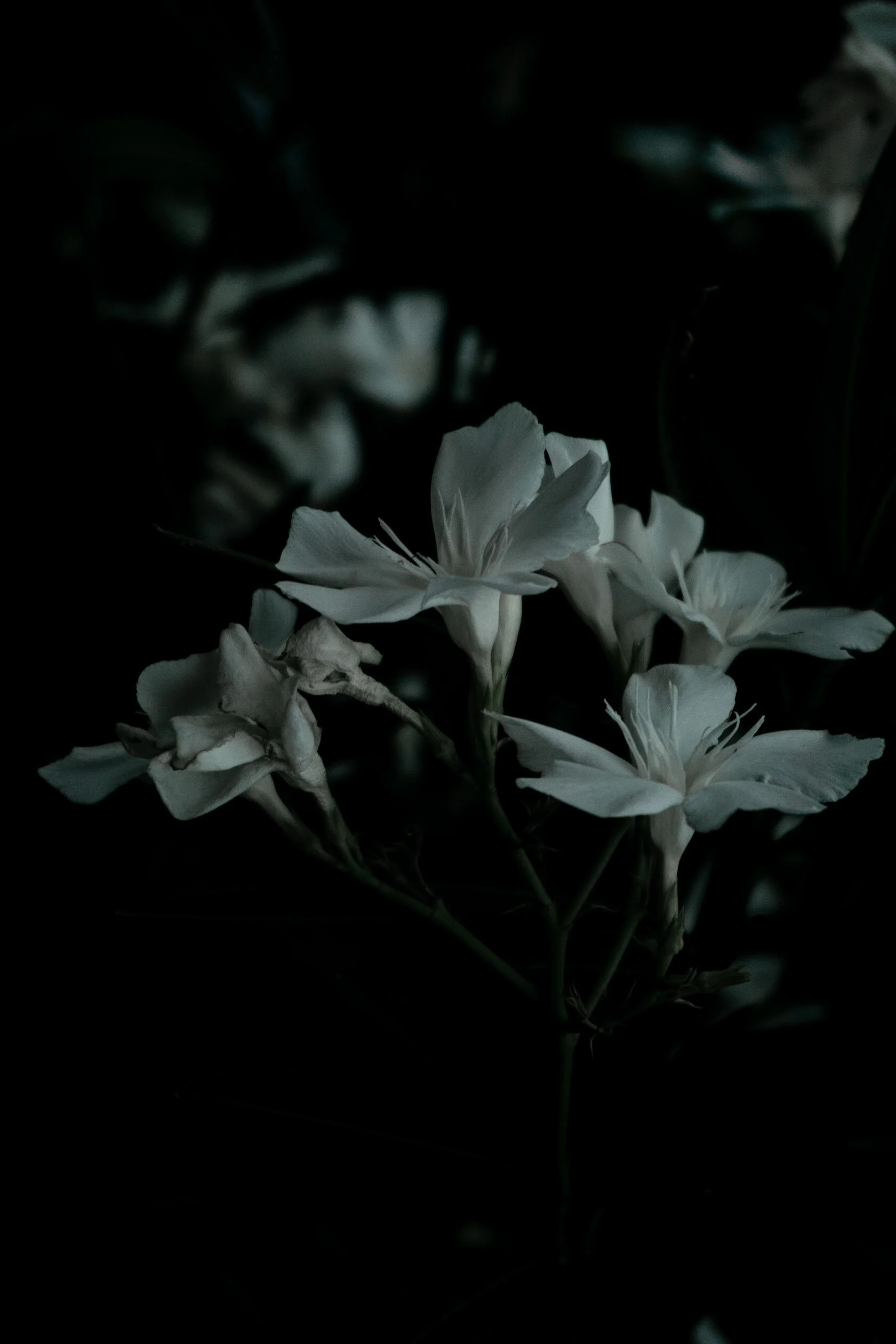 Bright white flowers surrounded by blackness, as if illuminated by the moon. California.