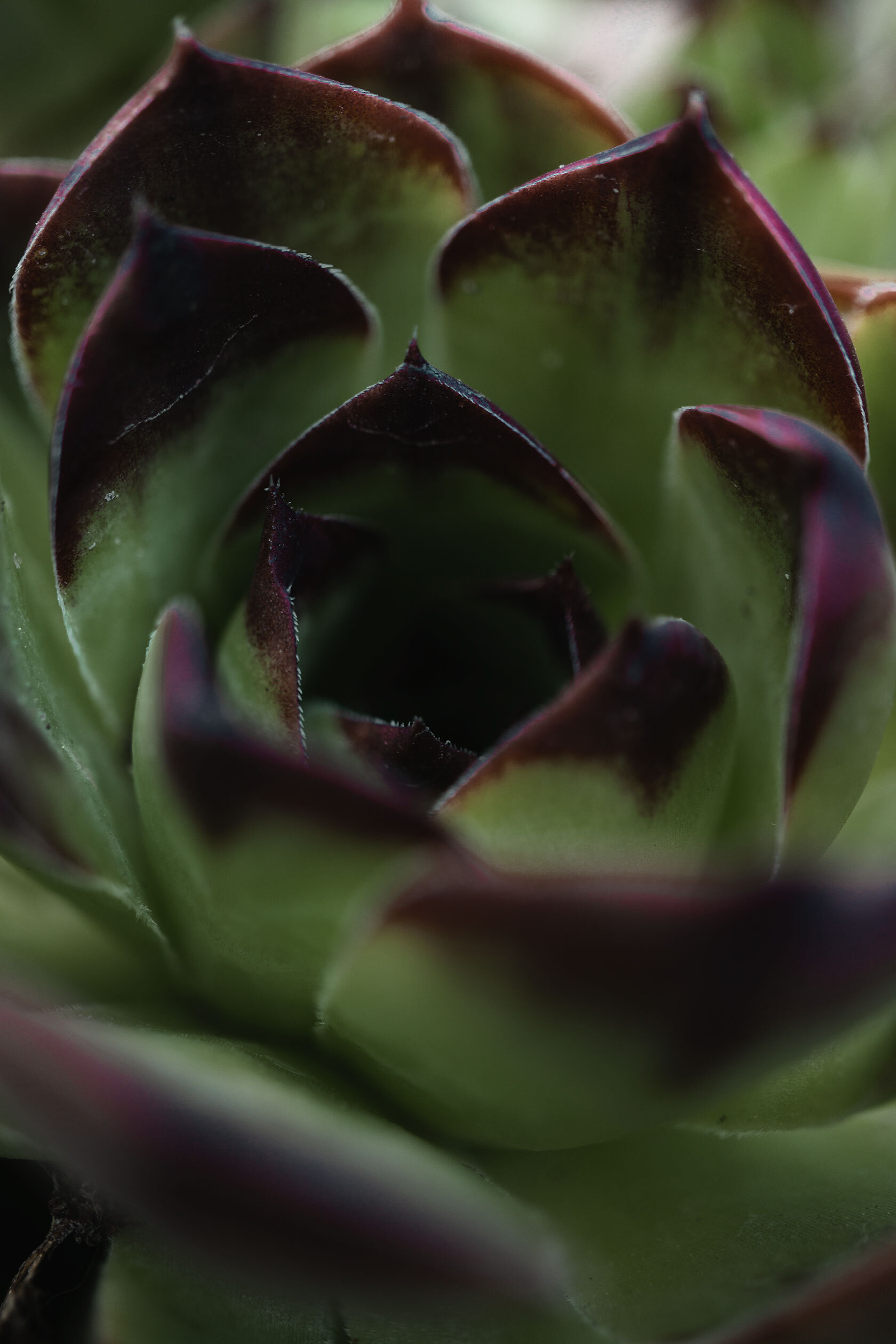 close up of bright green succulent with deep purple tips. Pocatello Idaho.