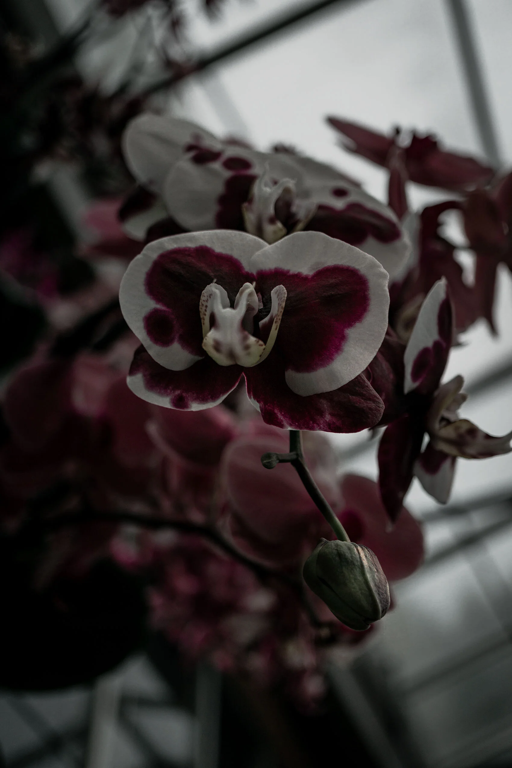 White and purple orchid resembling a dragon's face. Grey light filters in through windows in the background. Taken in Atlanta Botanical Garden conservatory, Georgia.