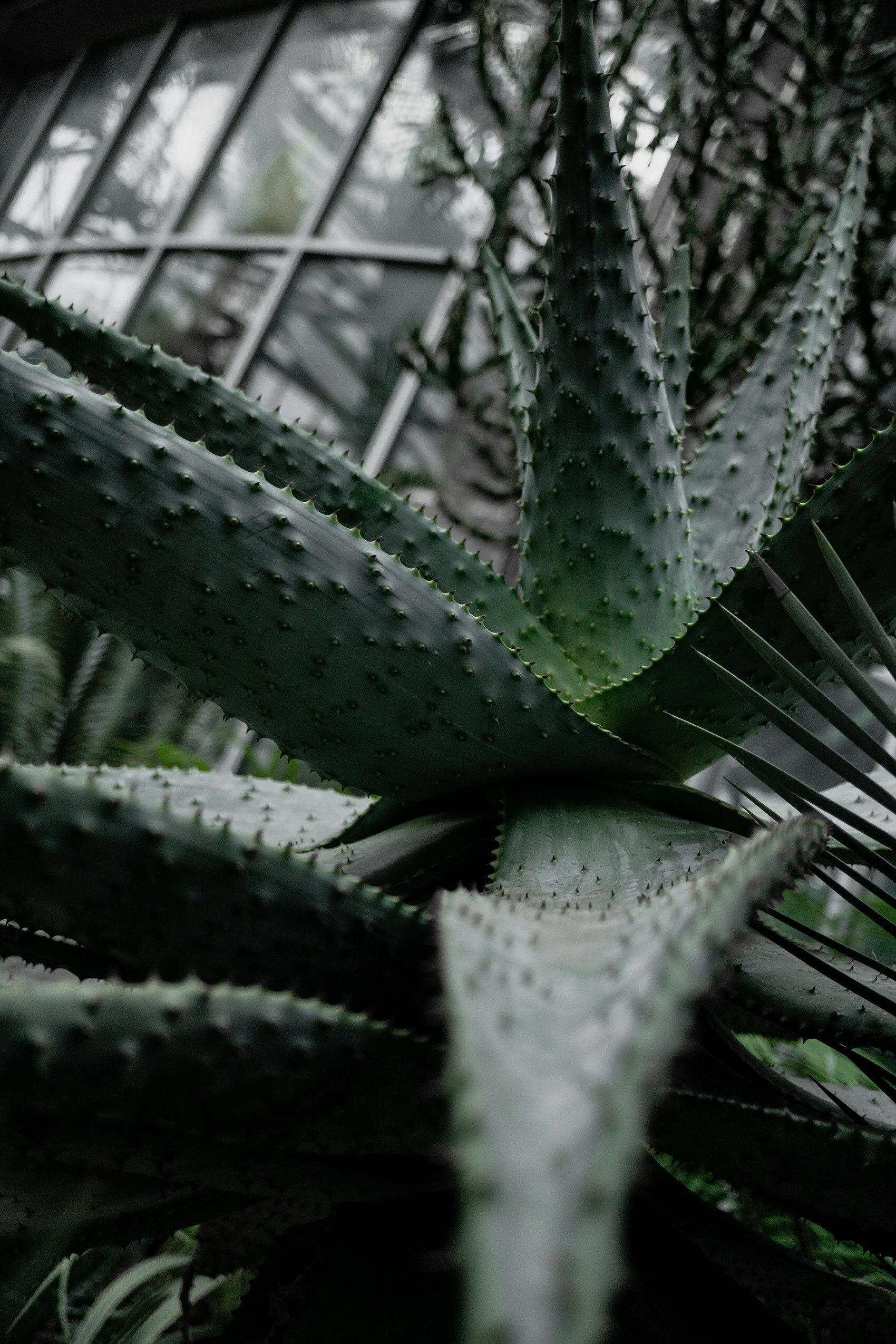 Large green teal and grey Aloe Vera plant, the stalk aligns with the right hand third of the frame. Taken in Atlanta Botanical Garden conservatory, Georgia.