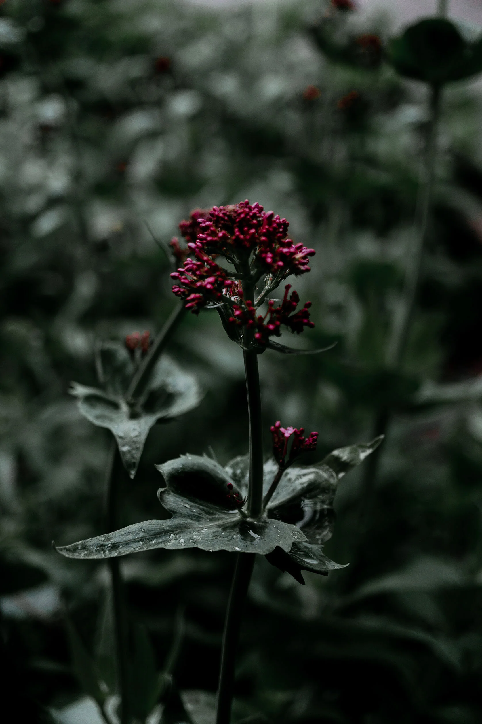 small red pink flowers blossom out of stalk with milky green leaves covered in drops of the ongoing rain. Pocatello, Idaho.