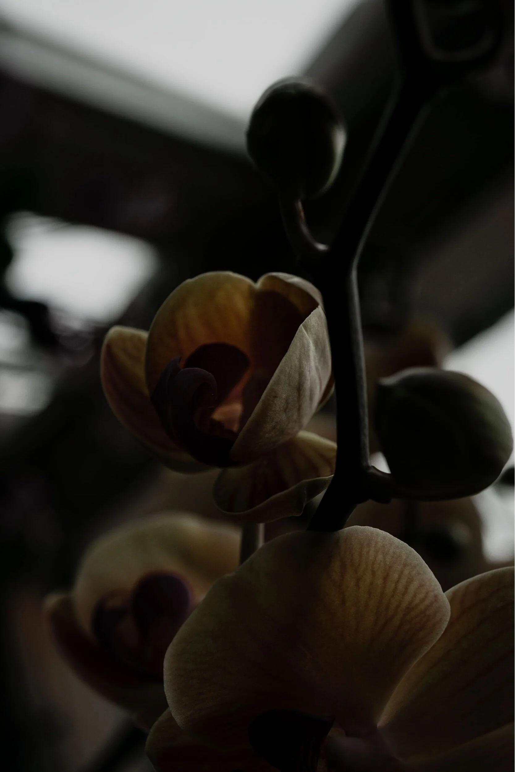 Yellow orange and purple orchid stretches across a dark conservatory in Atlanta's Botanical garden. Its buds and early blossoms look like round green and golden bubbles. Atlanta Botanical Garden