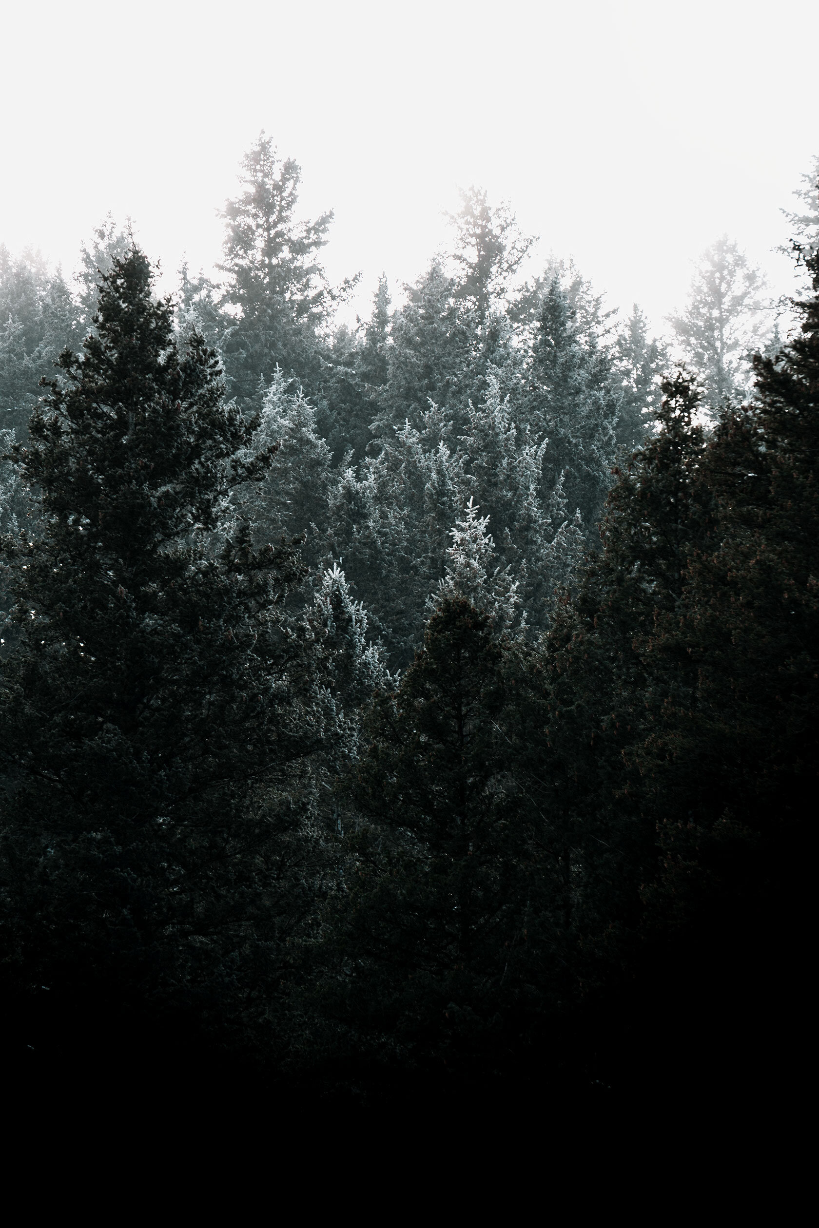 Bright white fades into frosted pine trees which fade into black at their bases on Scout mountain Pocatello, Idaho.