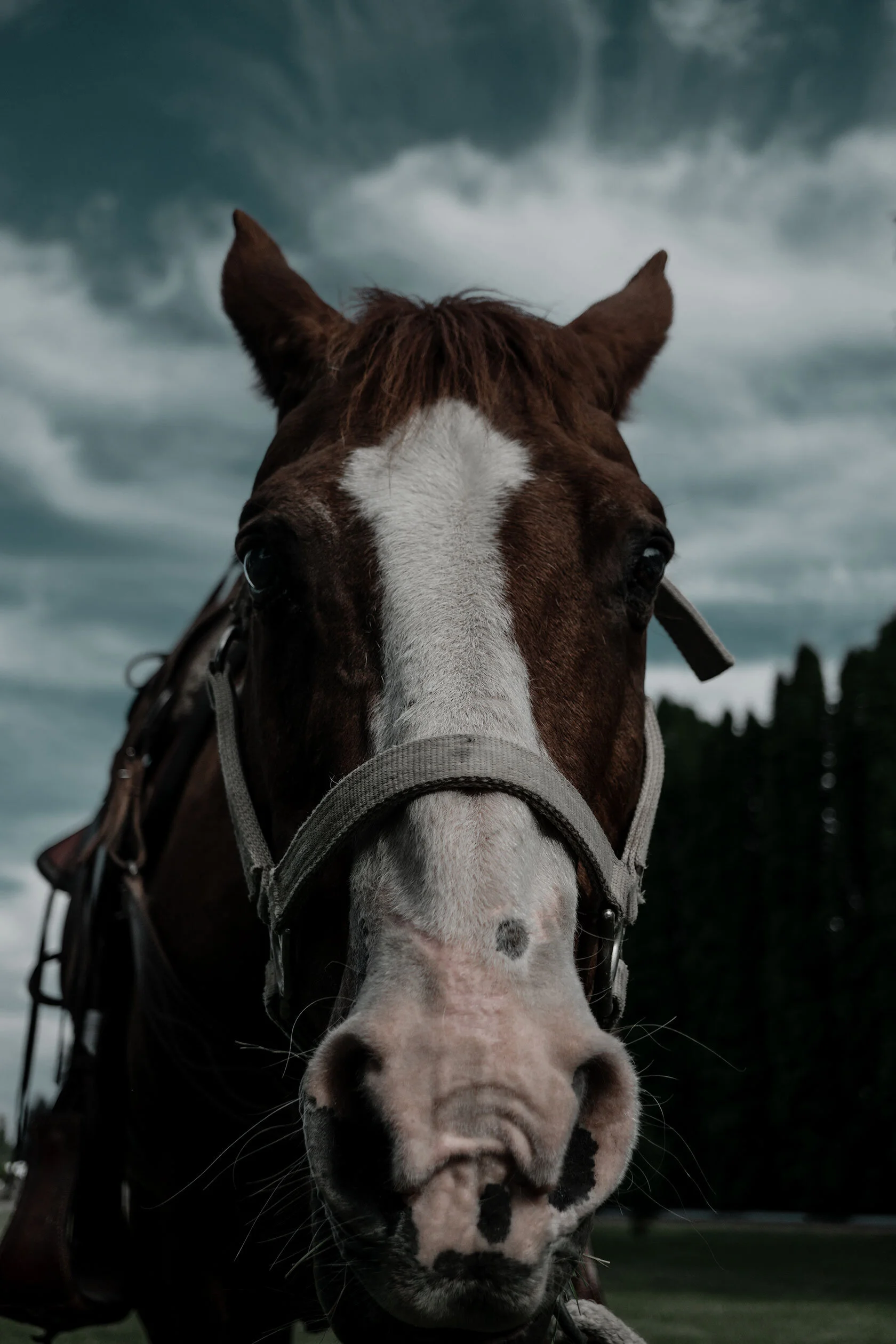 Brown and white horse looks down the barrel of the lens. Taken in Blackfoot, Idaho.