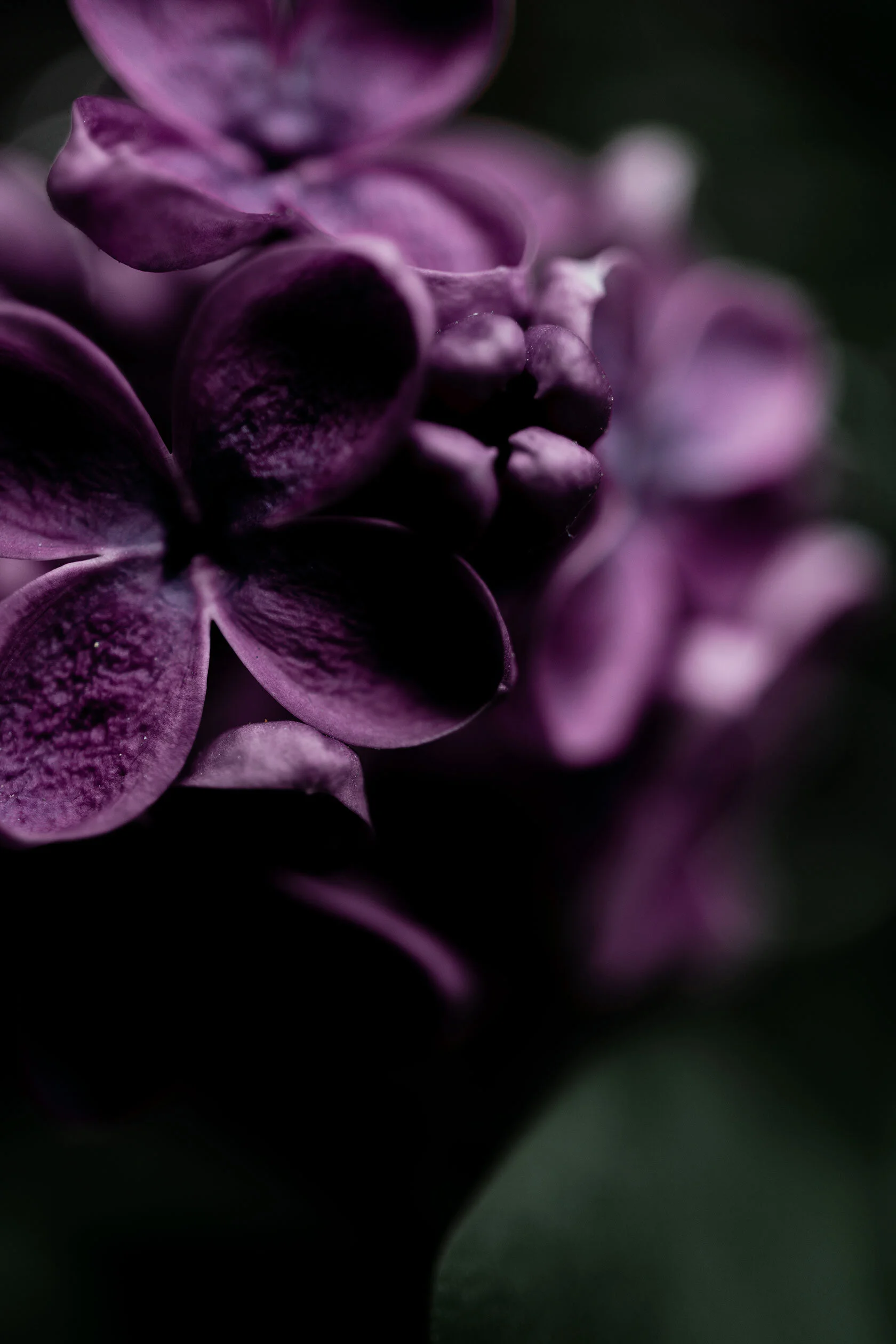 one dark purple, four petaled lilac blossom attached to a large bunch and green leaves. Pocatello, Idaho.