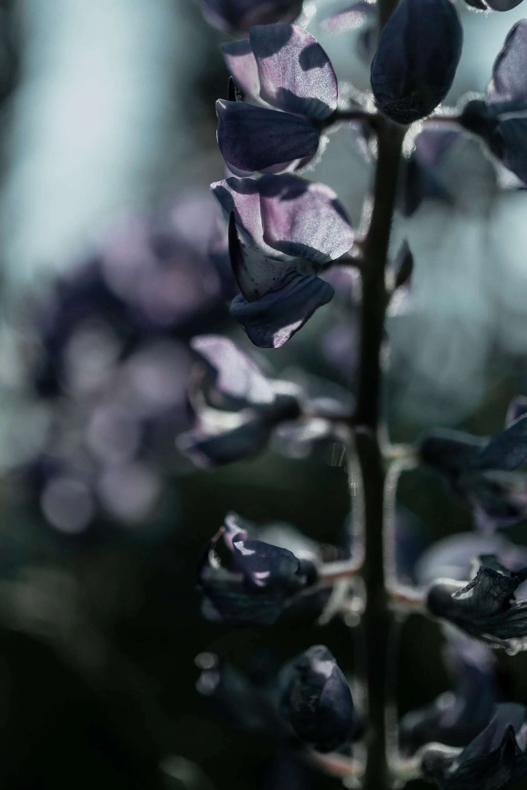 close up of a stalk of purple blue lupine flowers in profile. Island Park, Idaho.