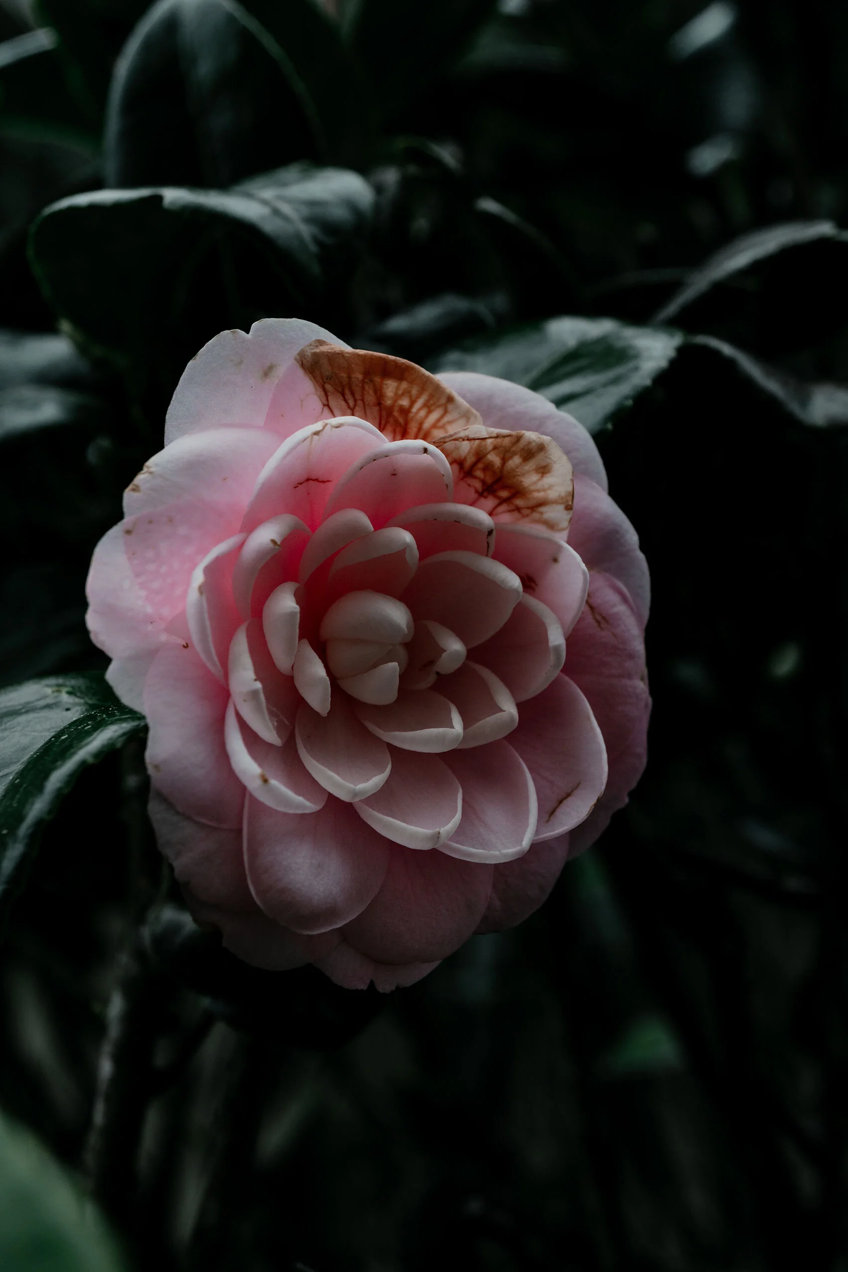 Pink camellia with two browning leaves surrounded by dark green leaves wet from rain. Savannah, Georgia.