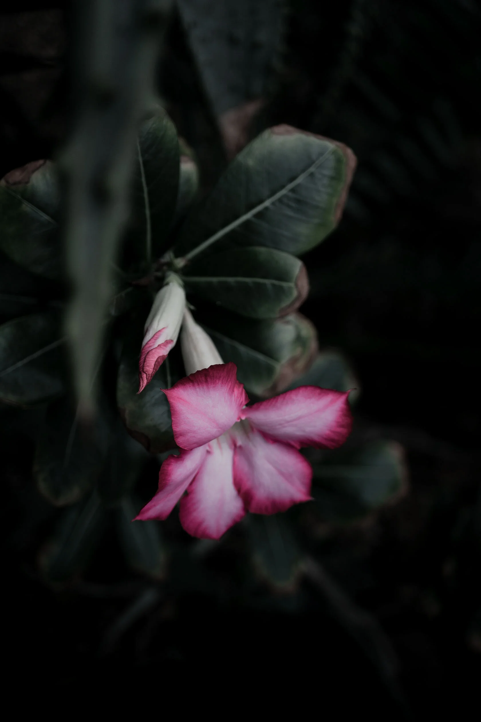 Pink trumpet like desert flower with green, spiky aloe vera plant leaf blurred in the foreground. Atlanta Botanical Gardens in Atlanta, Georgia