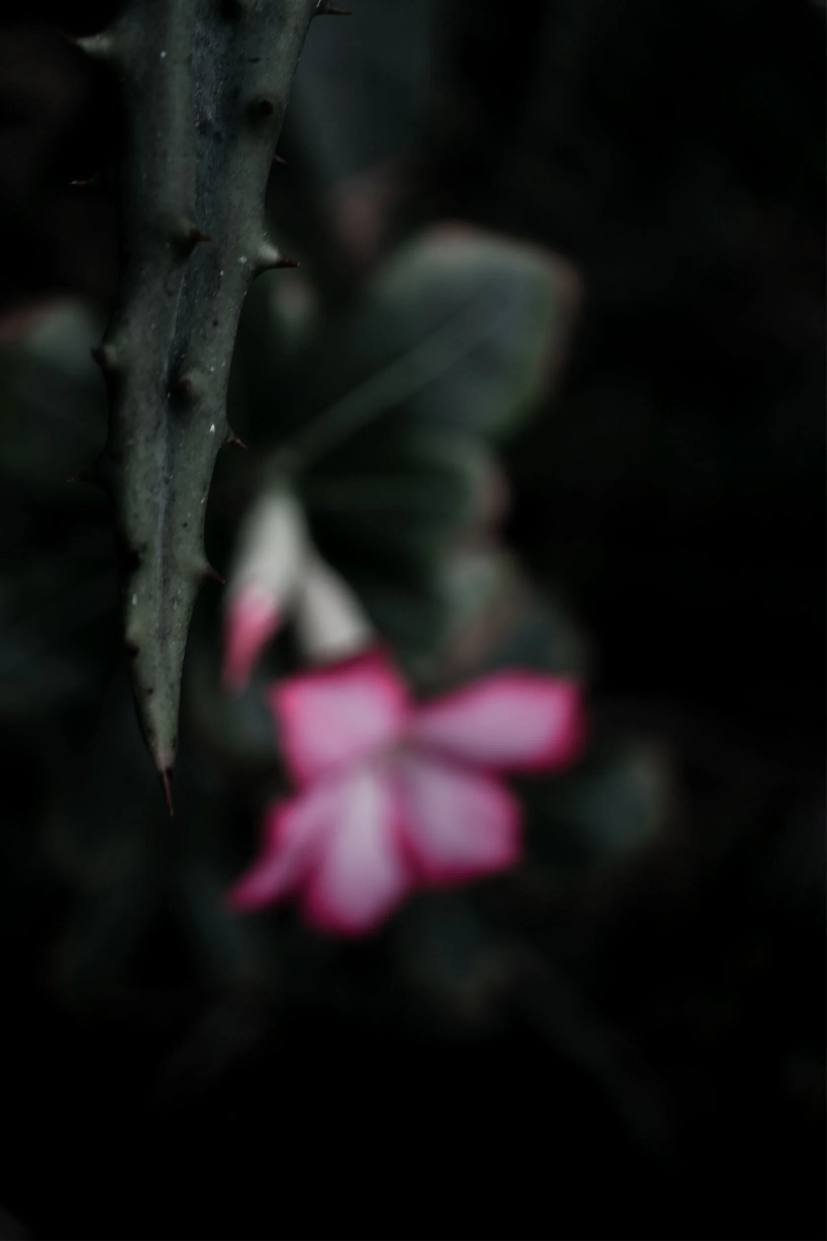 Pink trumpet like desert flower blurred in the background with green, spiky aloe vera plant leaf in focus in the foreground. Atlanta Botanical Gardens in Atlanta, Georgia