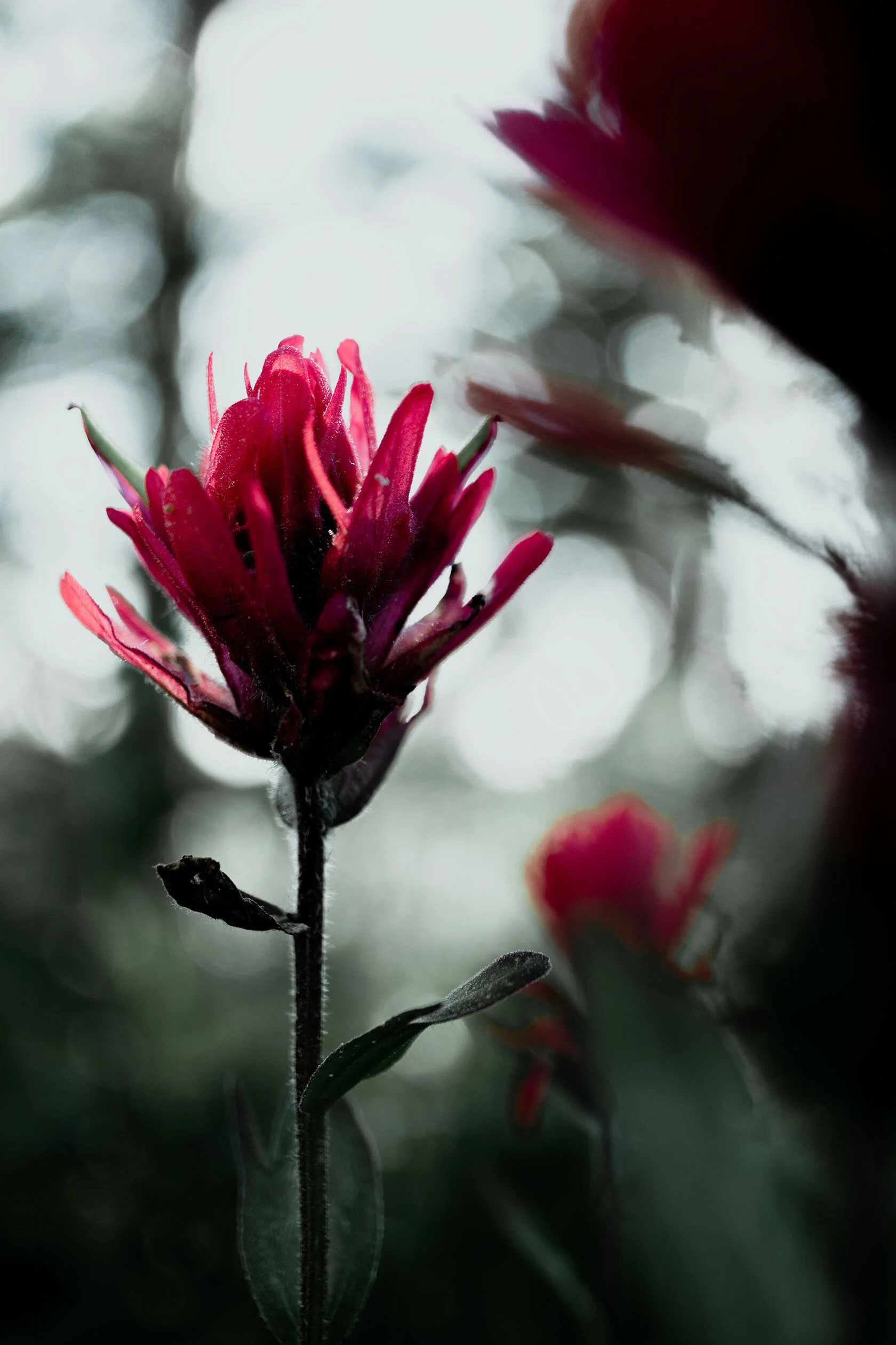 Bright red Indian paintbrush flower surrounded by faded greenery. Light shines through the red. Island Park, Idaho.