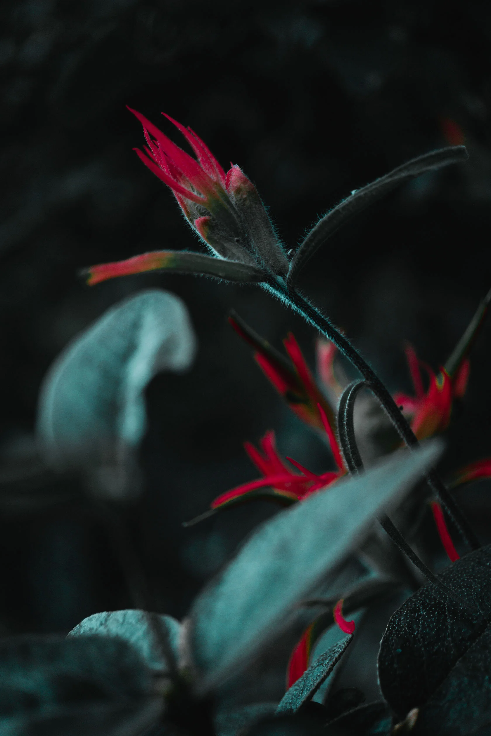 Icy teal light falls across fiery red Indian paintbrush flowers and dark green leaves against a darkly shadowed background. Wade Lake, Montana.