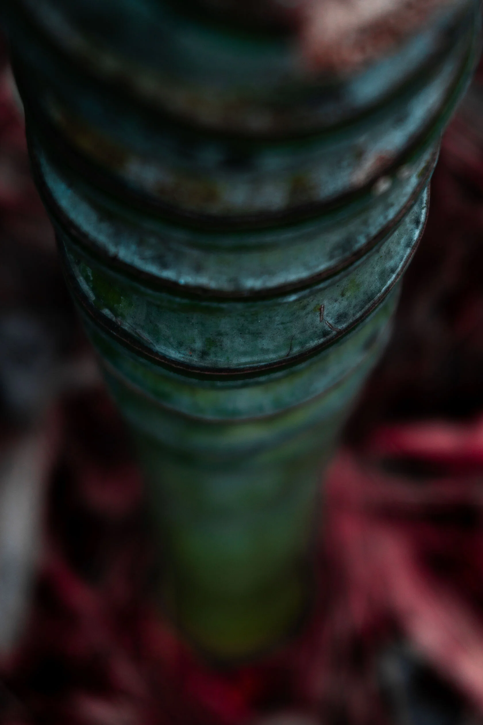 Green and teal bamboo plant grows out of bright red foliage. Taken looking down the bamboo stalk. Atlanta or Marietta, Georgia.