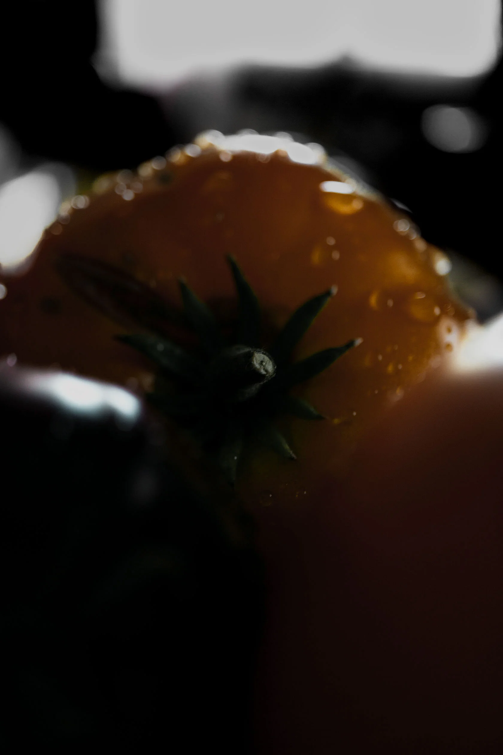 Golden heirloom tomato framed by two others, back lit, and dappled with drops of water. Pocatello, Idaho.