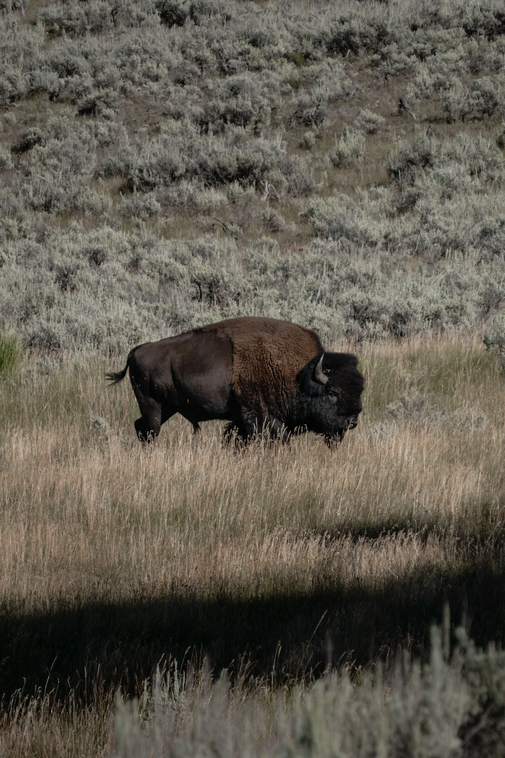 singular dark brown, fluffy bison grazes in tall tan grass and mint green sagebrush in afternoon sun during the bison rut. Yellowstone National Park, Montana.