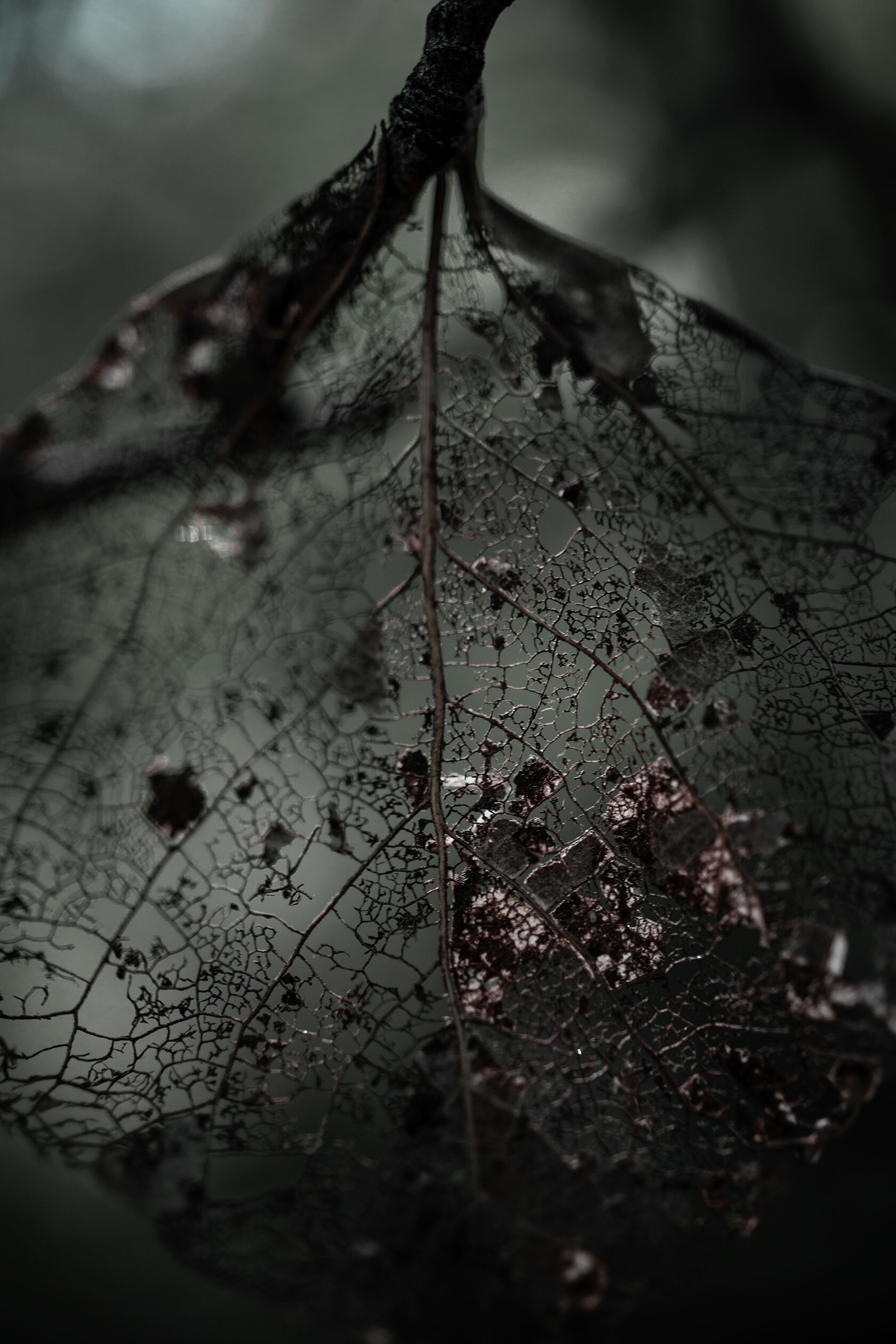 brown skeleton leaf from Aspen tree clings to branch as warm light filters through any gaps between its veins. Scout mountain in Pocatello, Idaho.